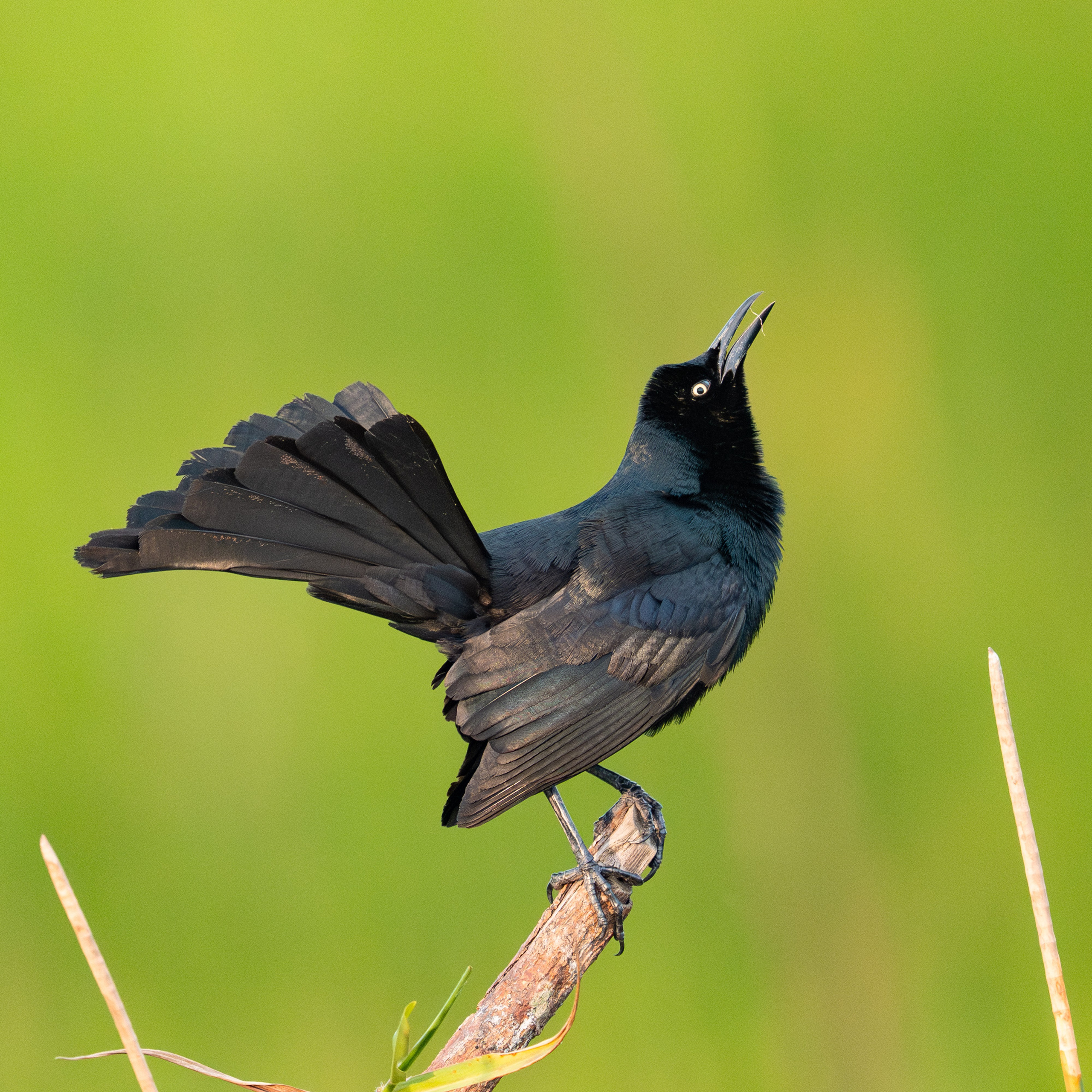 Nature photographer Yuri Soria-Galvarro