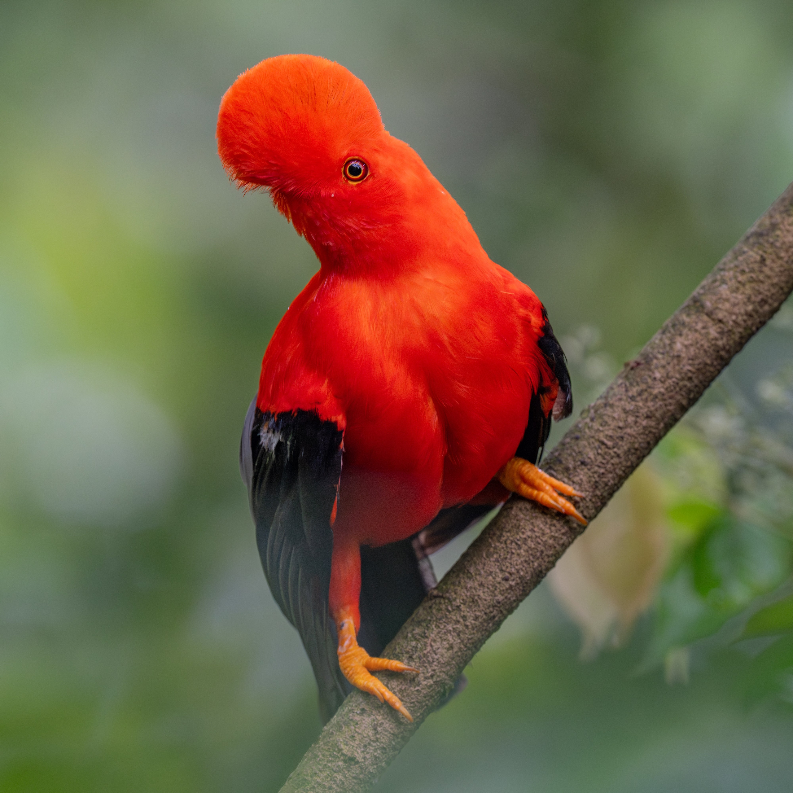 Nature photographer Yuri Soria-Galvarro