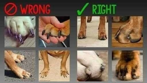 FAQ. Spumanti Dobermans