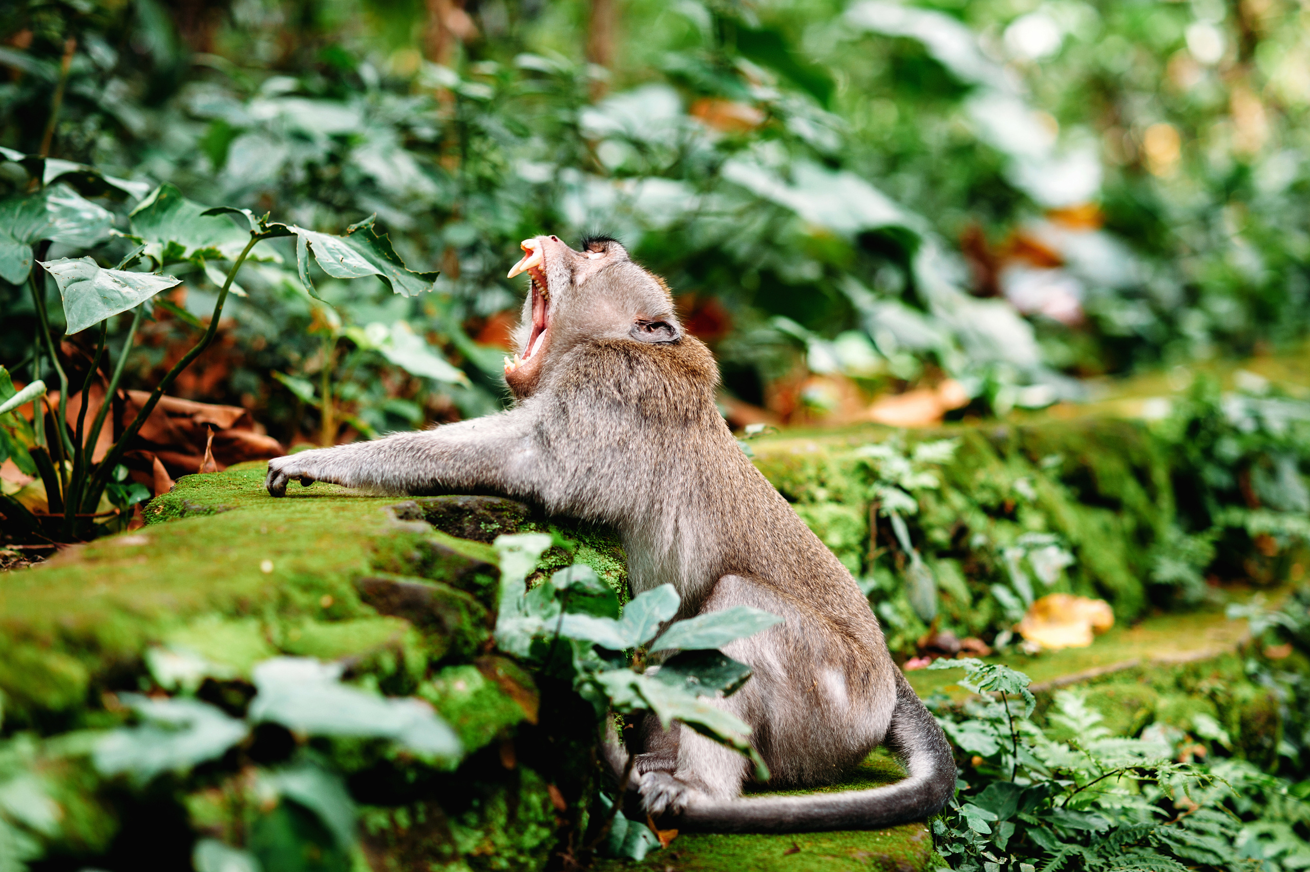 Wedding family photographer Alicante Benidorm Valencia Costa Blanca