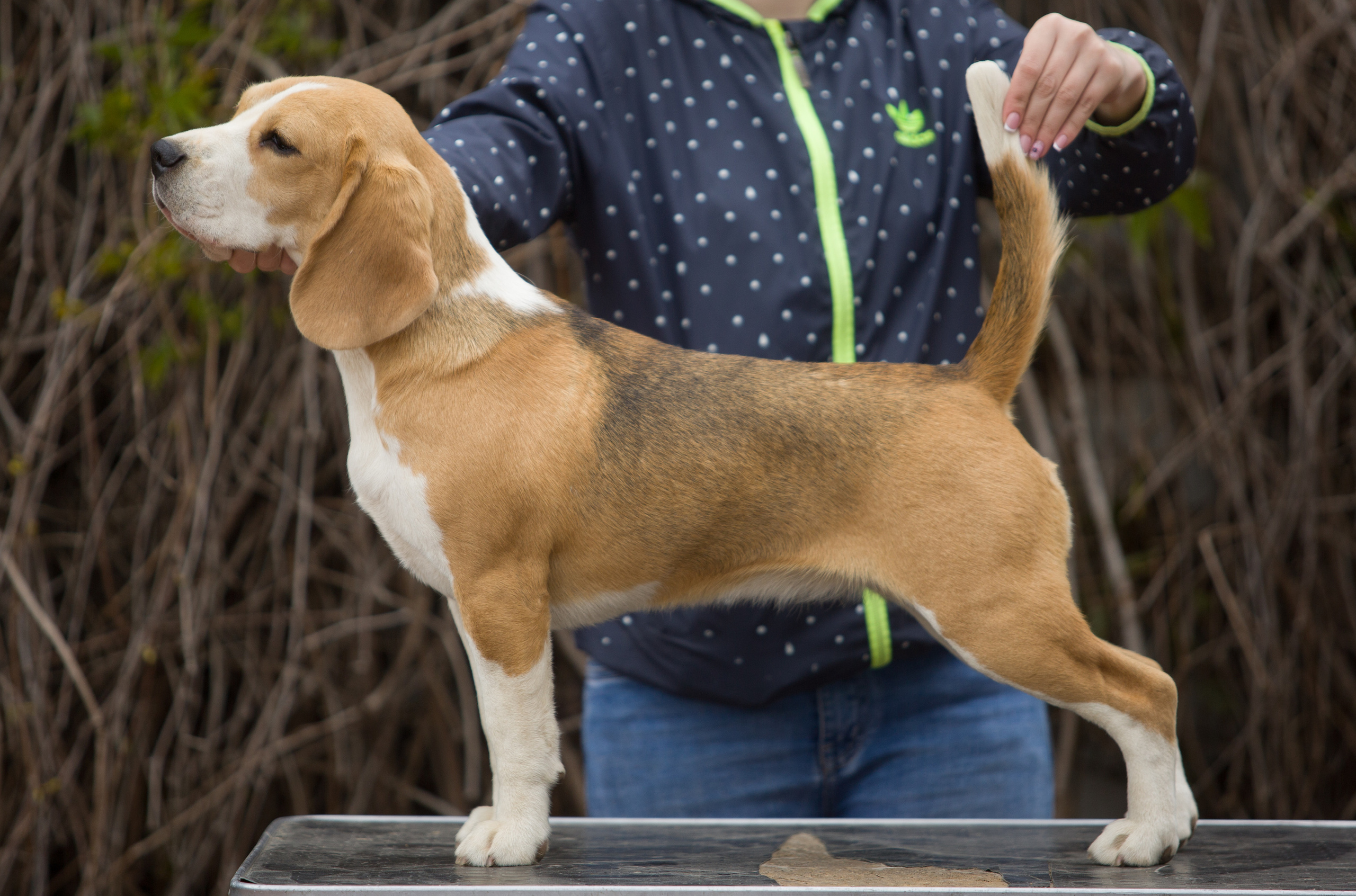Леста. Розплідник біглей в Україні