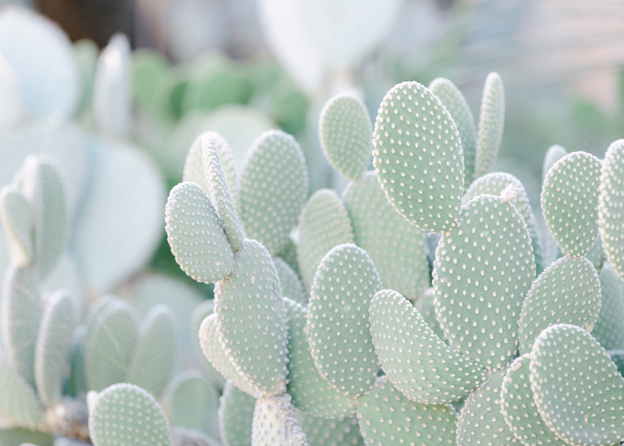 Wedding photographer in Arizona 