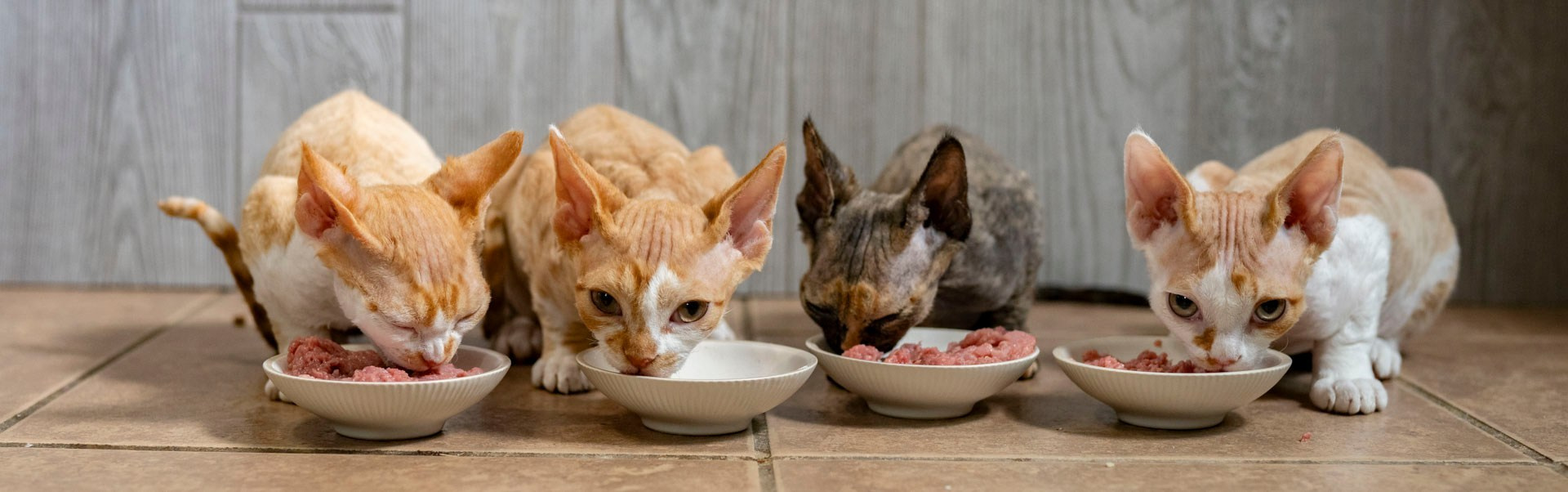 Food and Litter. Devon Rex Pixie Cattery