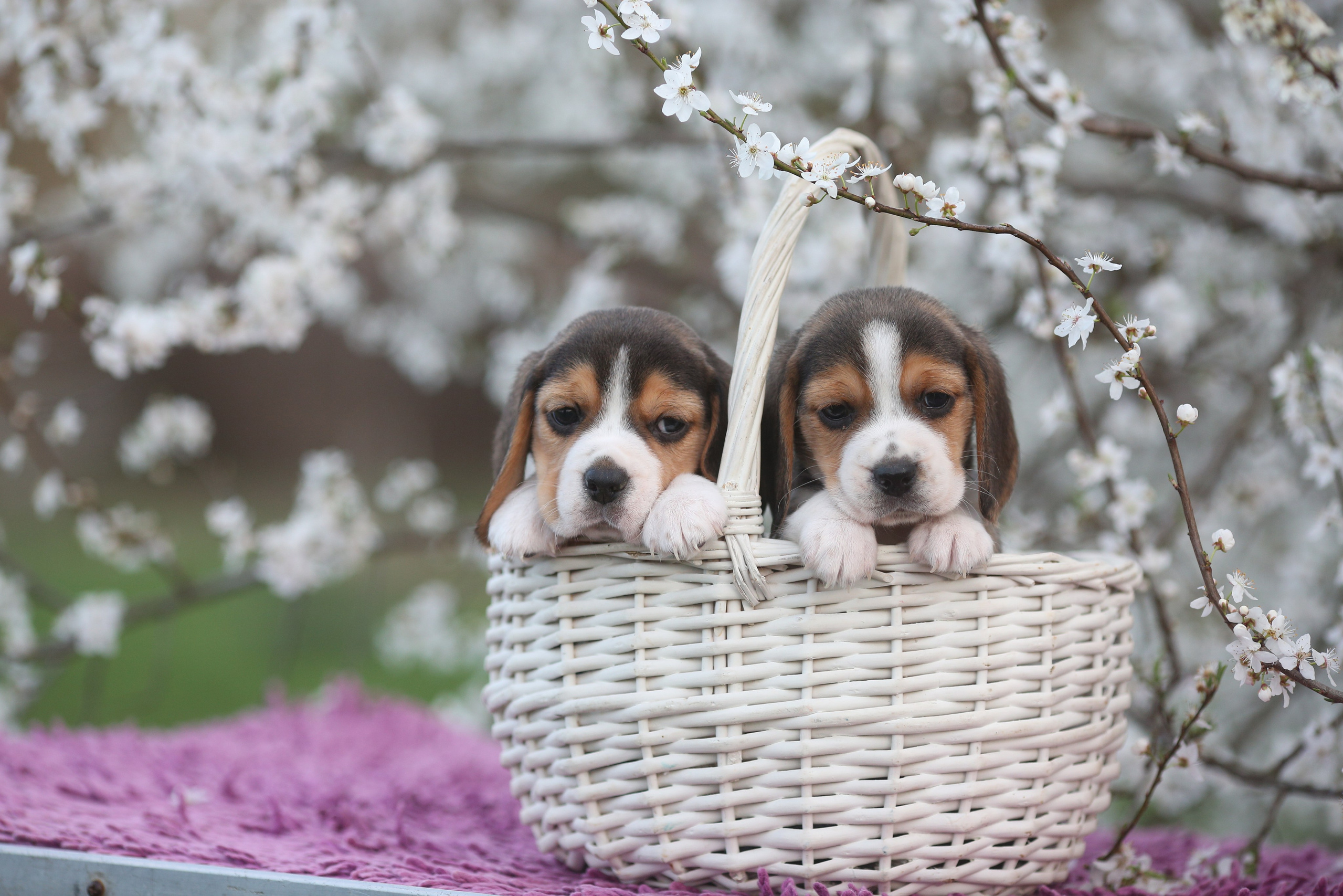 Puppies. Питомник биглей Selesta’s Dreams