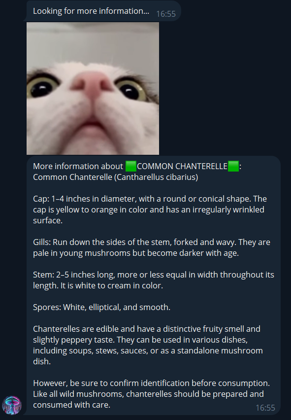 AI Mushroomer — Intelligent Mushroom Recognition System. IIMACS — The International Institute of Mathematics, AI & Computer Science