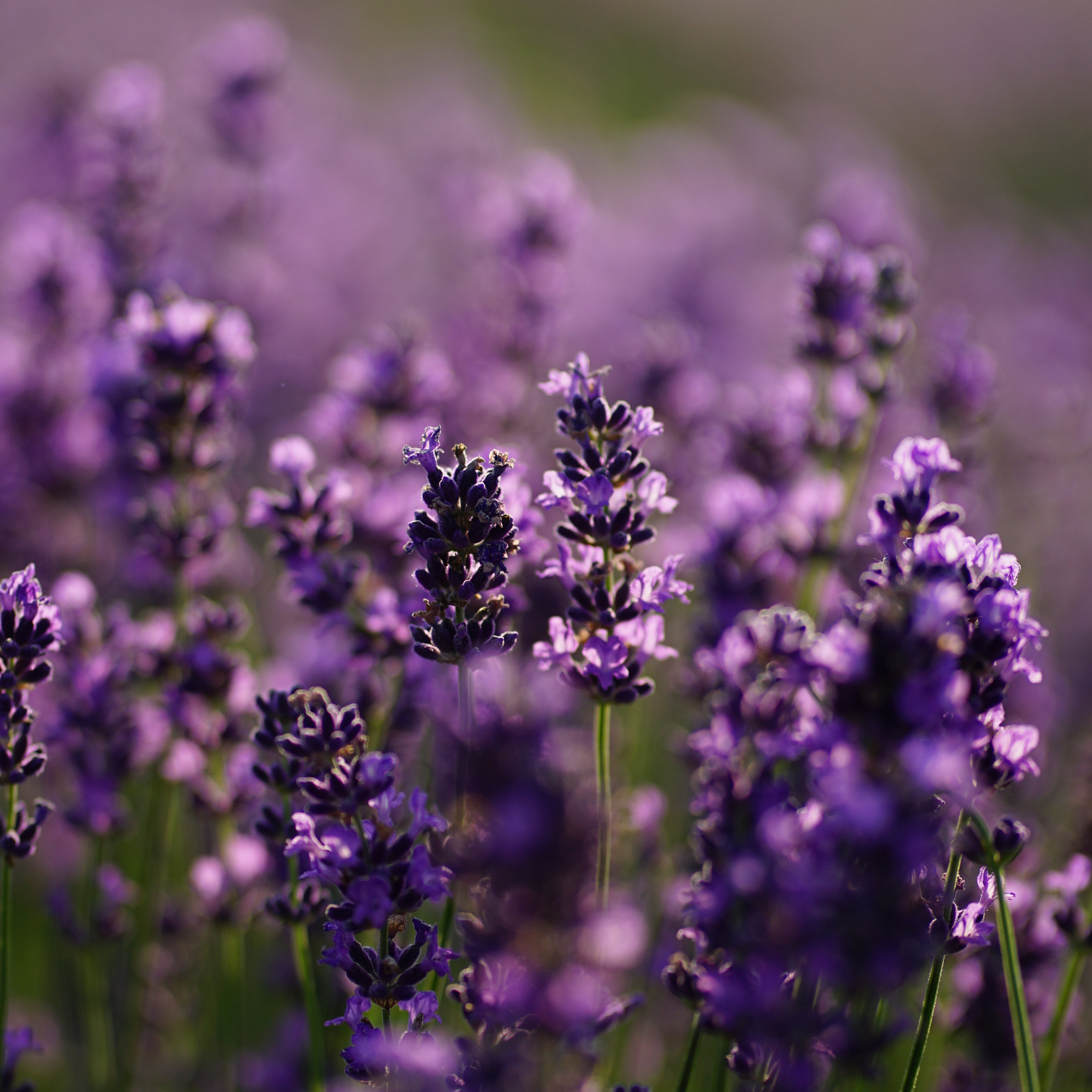 Фотопроєкт Лавандові історії в Городку