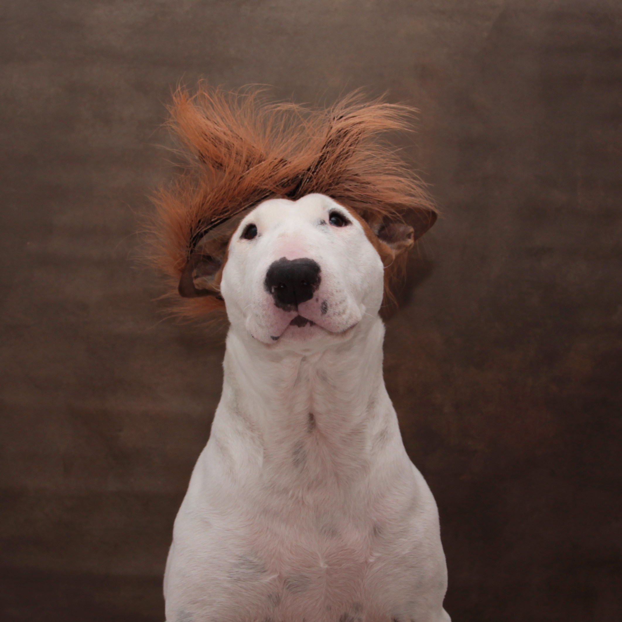 PetsFoto. Fotografo Barcelona Espania