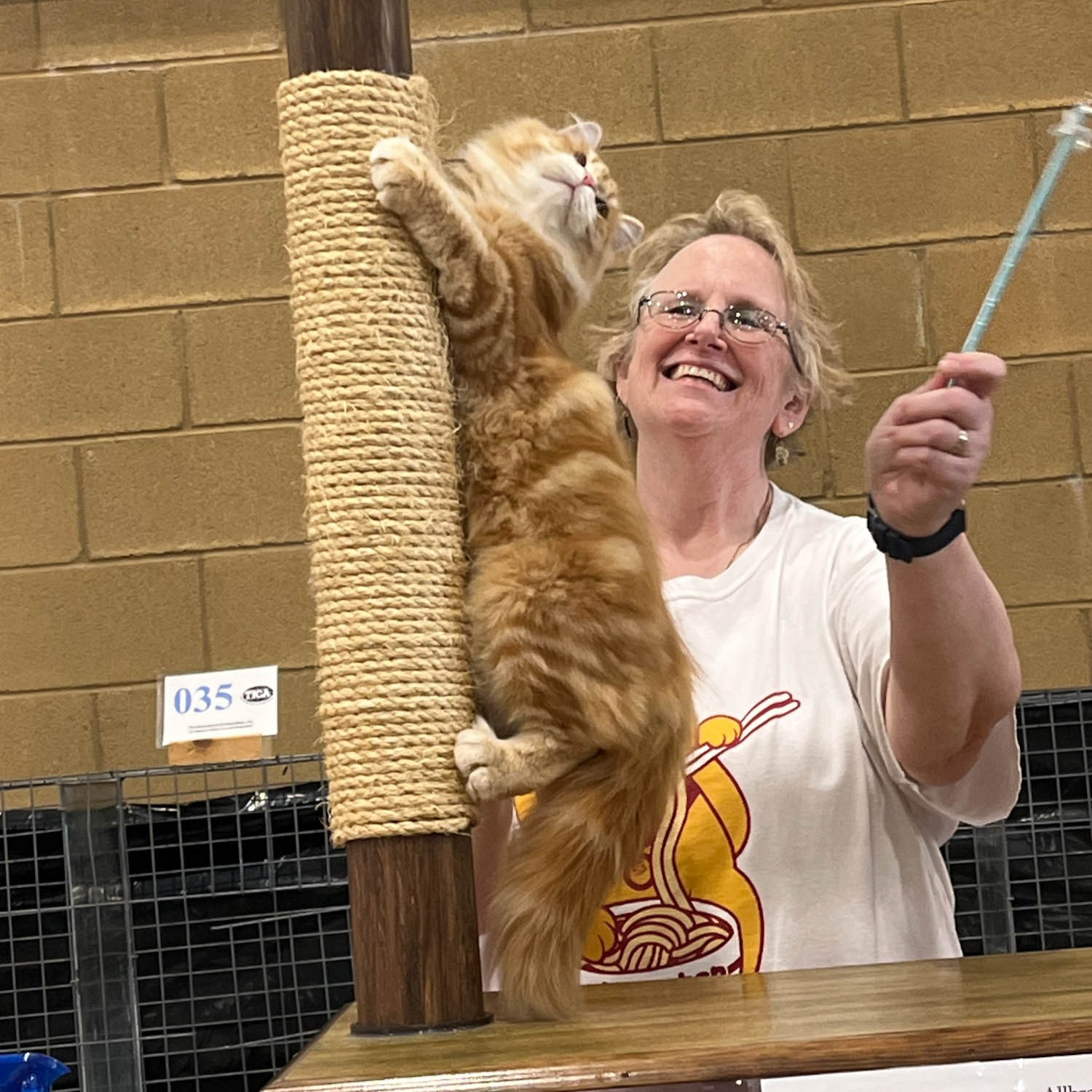 Astera Lastiki red siberian kitten interacting with TICA judge