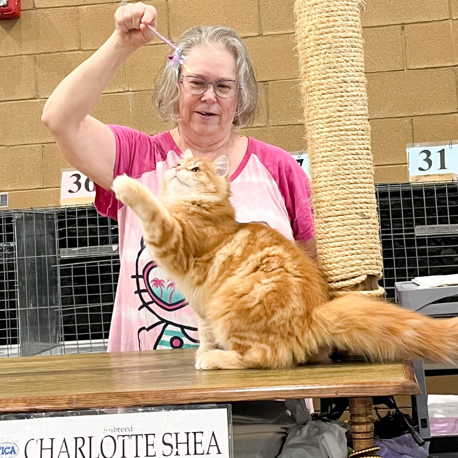 Red classic tabby Siberian male kitten Astera Lastik in TICA show ring judged by Charlotte Shea