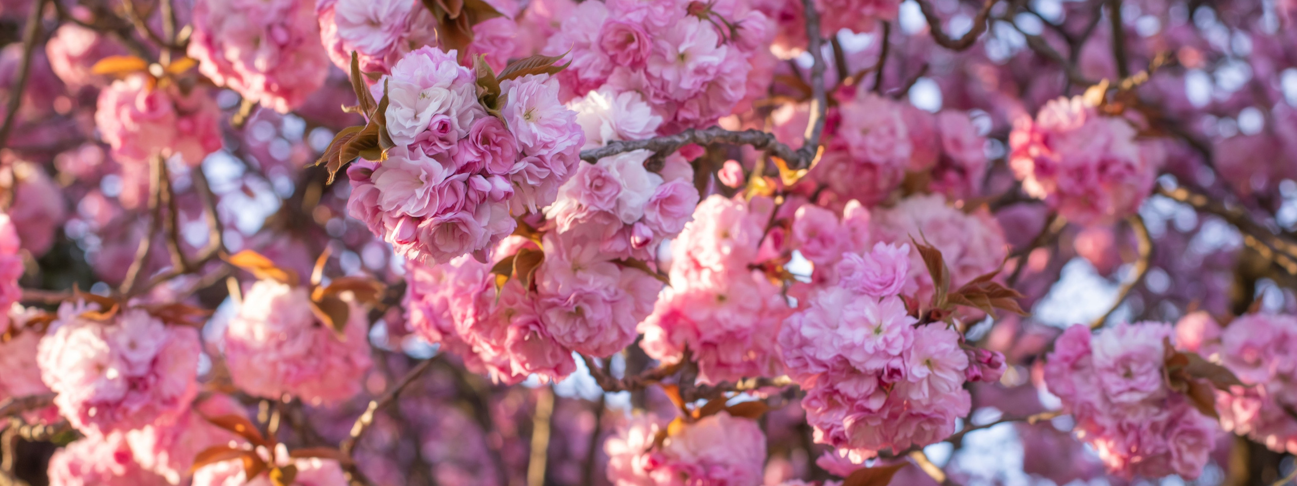 Kontakte eines professionellen Hochzeitsfotografen Odenwald. Fotograf für Hochzeits- und Familienfotos in Buchen (Odenwald) Mosbach