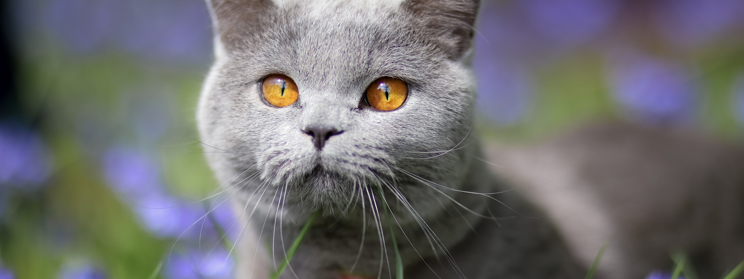 Services. Family & children’s photographer in Herts & West London Iryna Blair