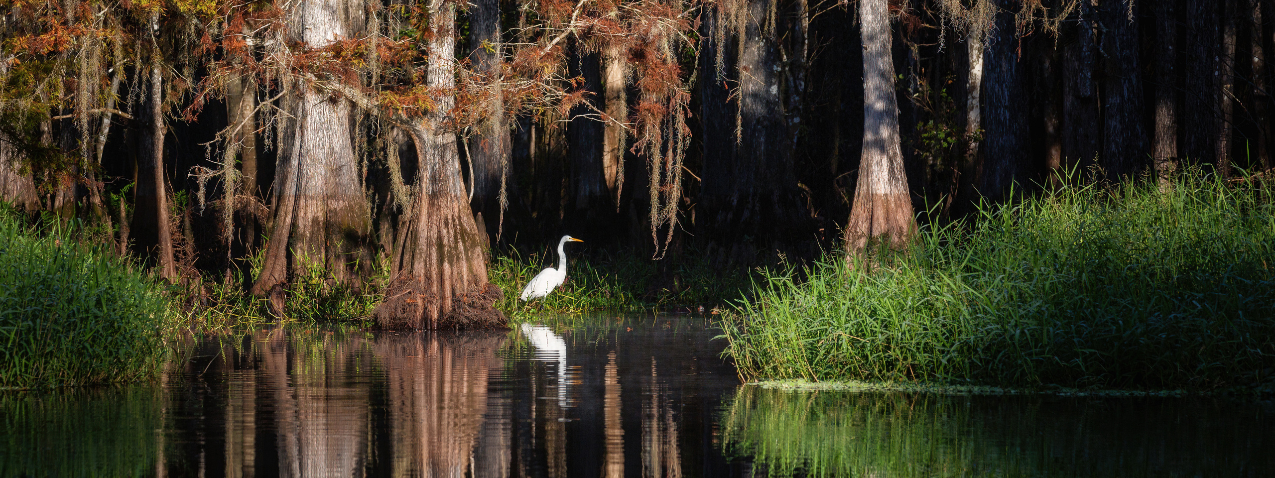Alligators, Birds And Cypress. Alex Mironyuk Photography