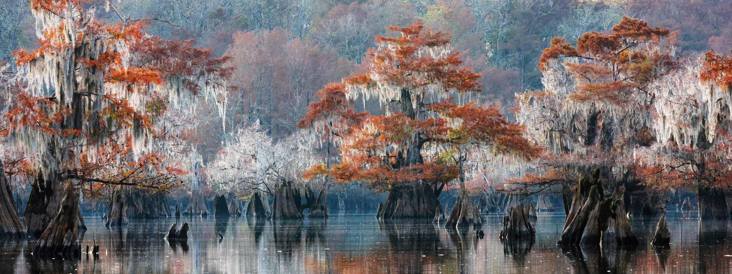 Cypress Fairy Tale. Pet, Senior, Landscape, portrait studio, photographer in Miami and Sou