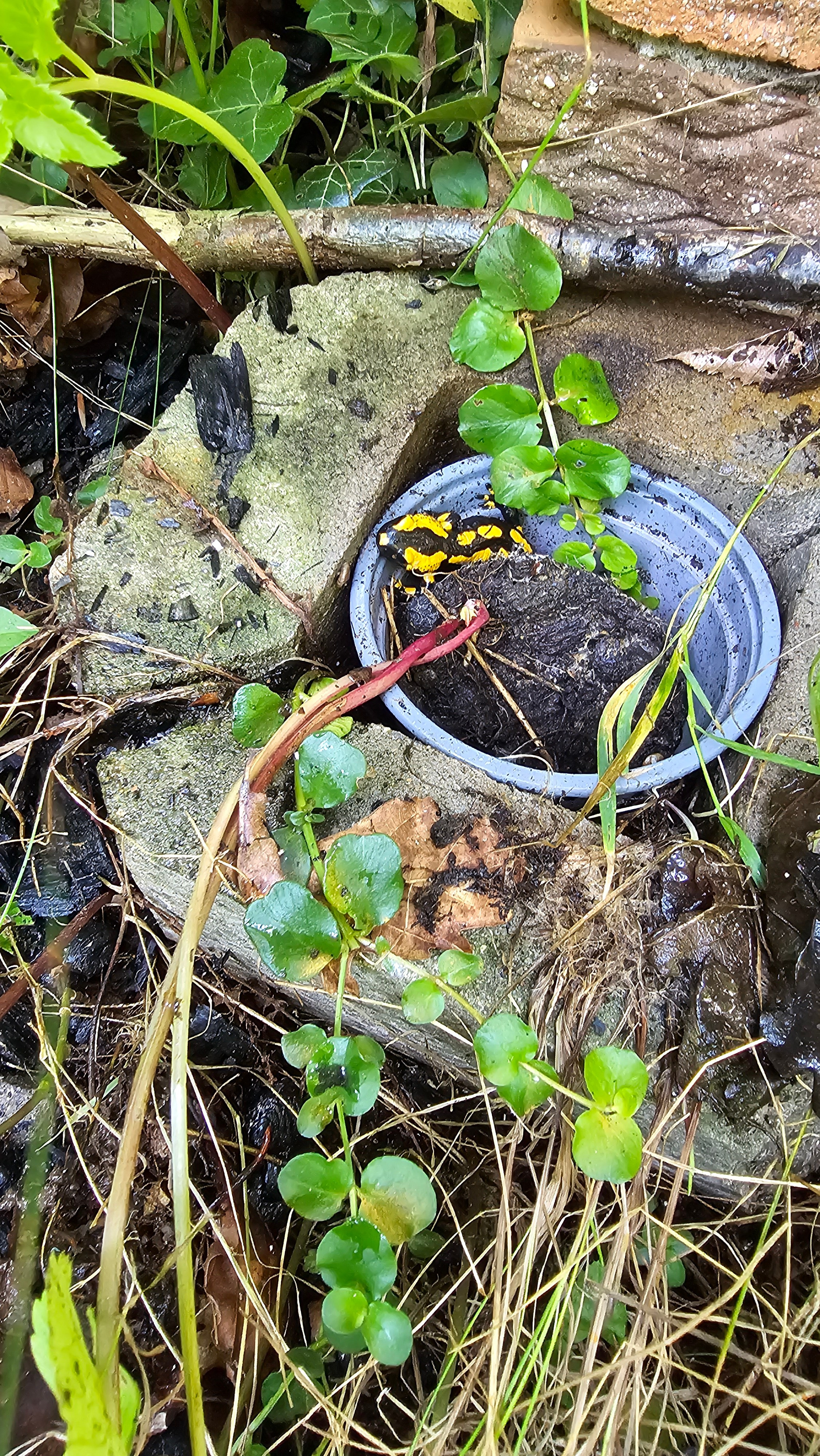 Unser Dorfmitbewohner- das Feuersalamander. Schwarz-weiß Fotografie in Münster. Fotografin Viktoria Roschen