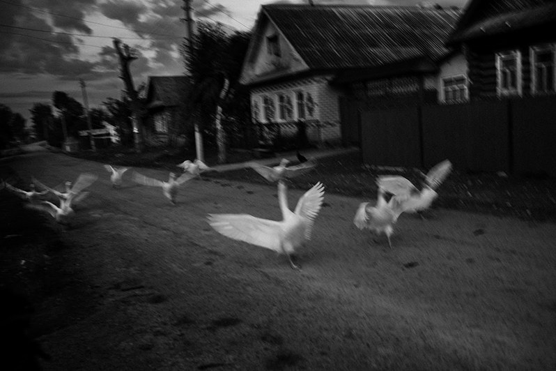 © Irina Chmyreva / Geese-swans