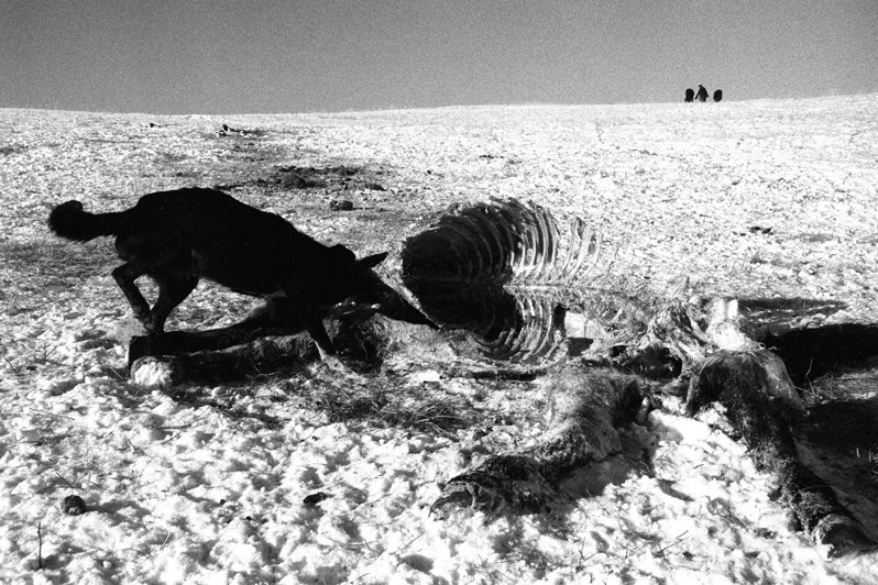 © Eric Gourlan / The nomadic existence of the Mongols