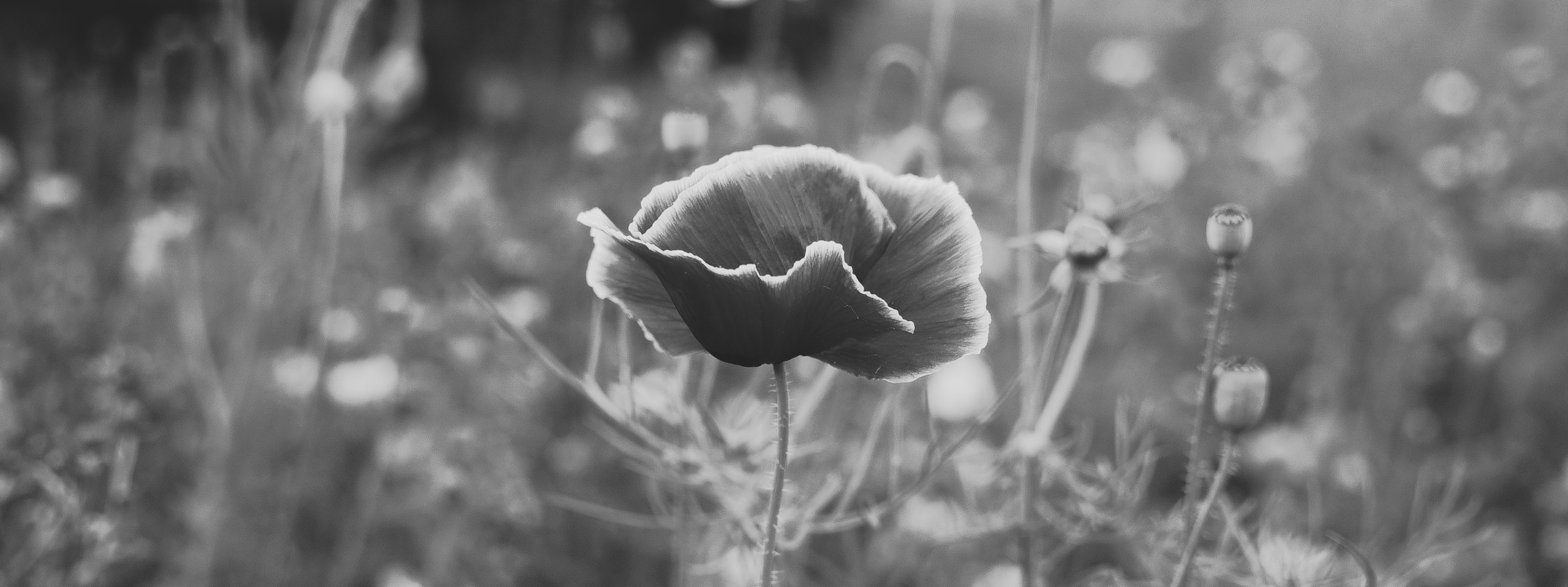 Photographer in Copenhagen | Portrait, weddings, events, and more