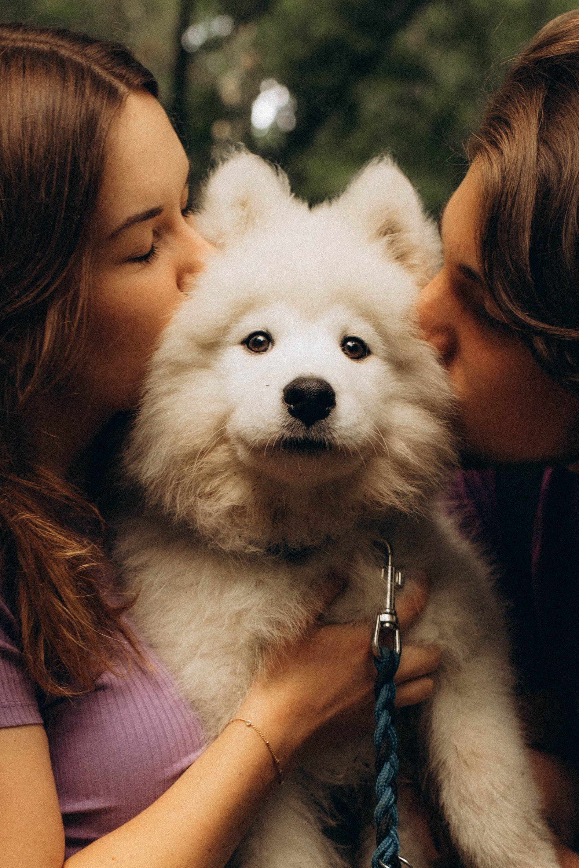 a smiling dog labradoodle sitting in the green grass
