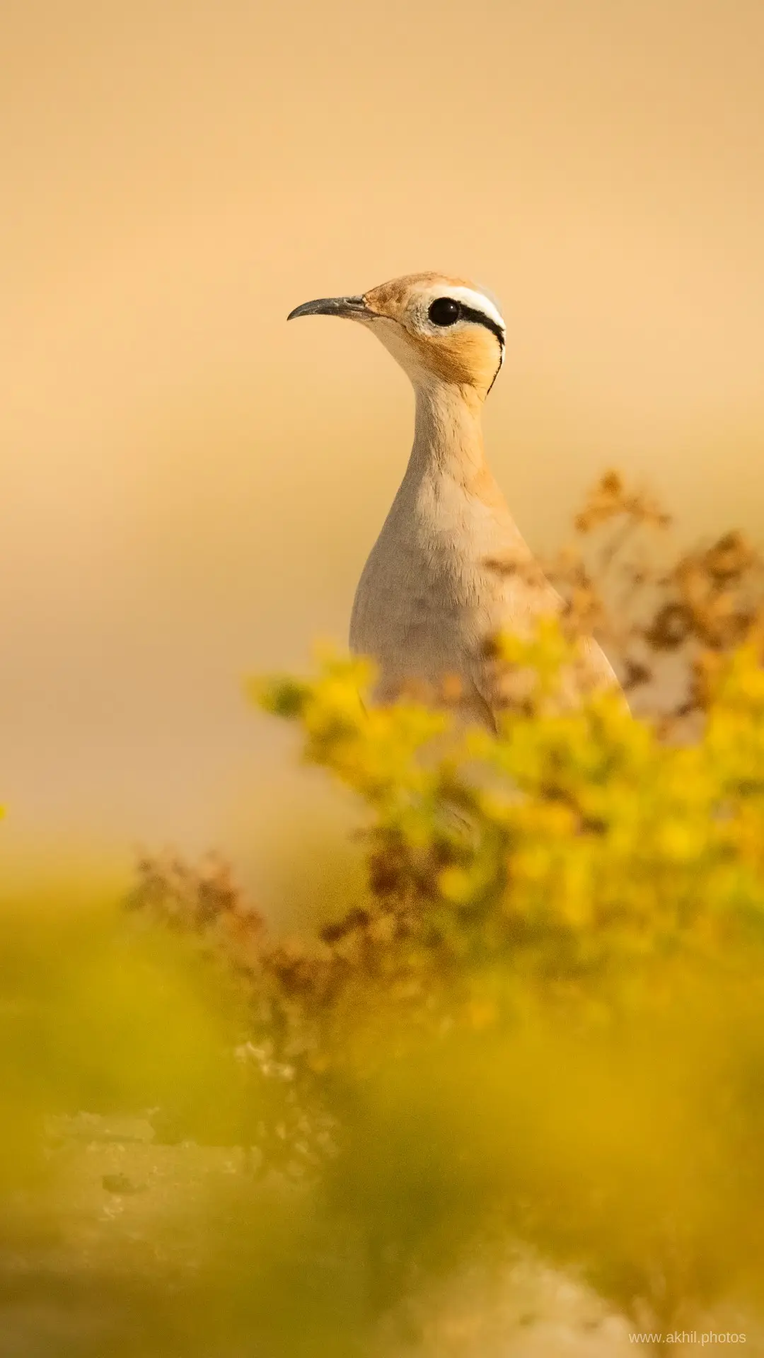 FREE PHONE WALLPAPERS | AKHIL VINAYAK MENON PHOTOGRAPHY. Akhil Vinayak Menon Photography