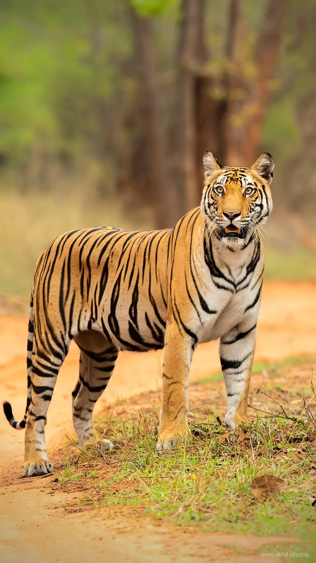 FREE PHONE WALLPAPERS | AKHIL VINAYAK MENON PHOTOGRAPHY. Akhil Vinayak Menon Photography