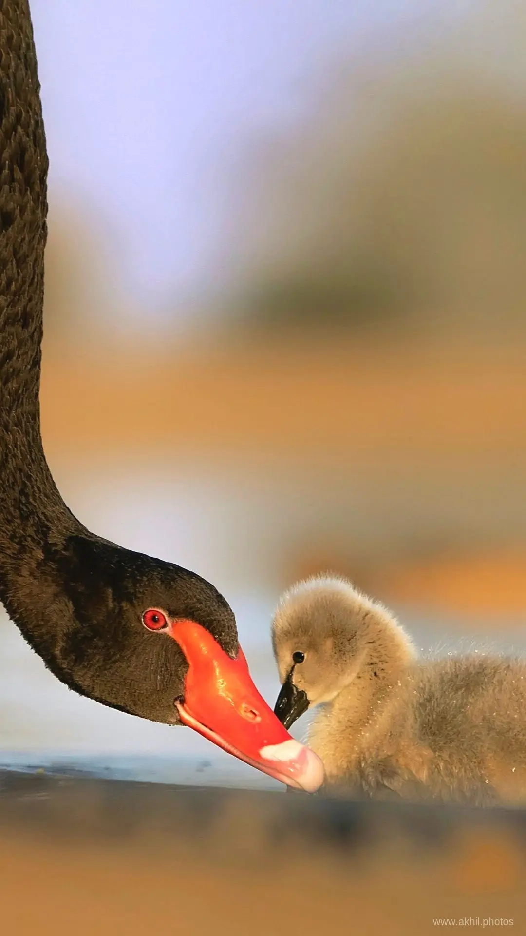 FREE PHONE WALLPAPERS | AKHIL VINAYAK MENON PHOTOGRAPHY. Akhil Vinayak Menon Photography