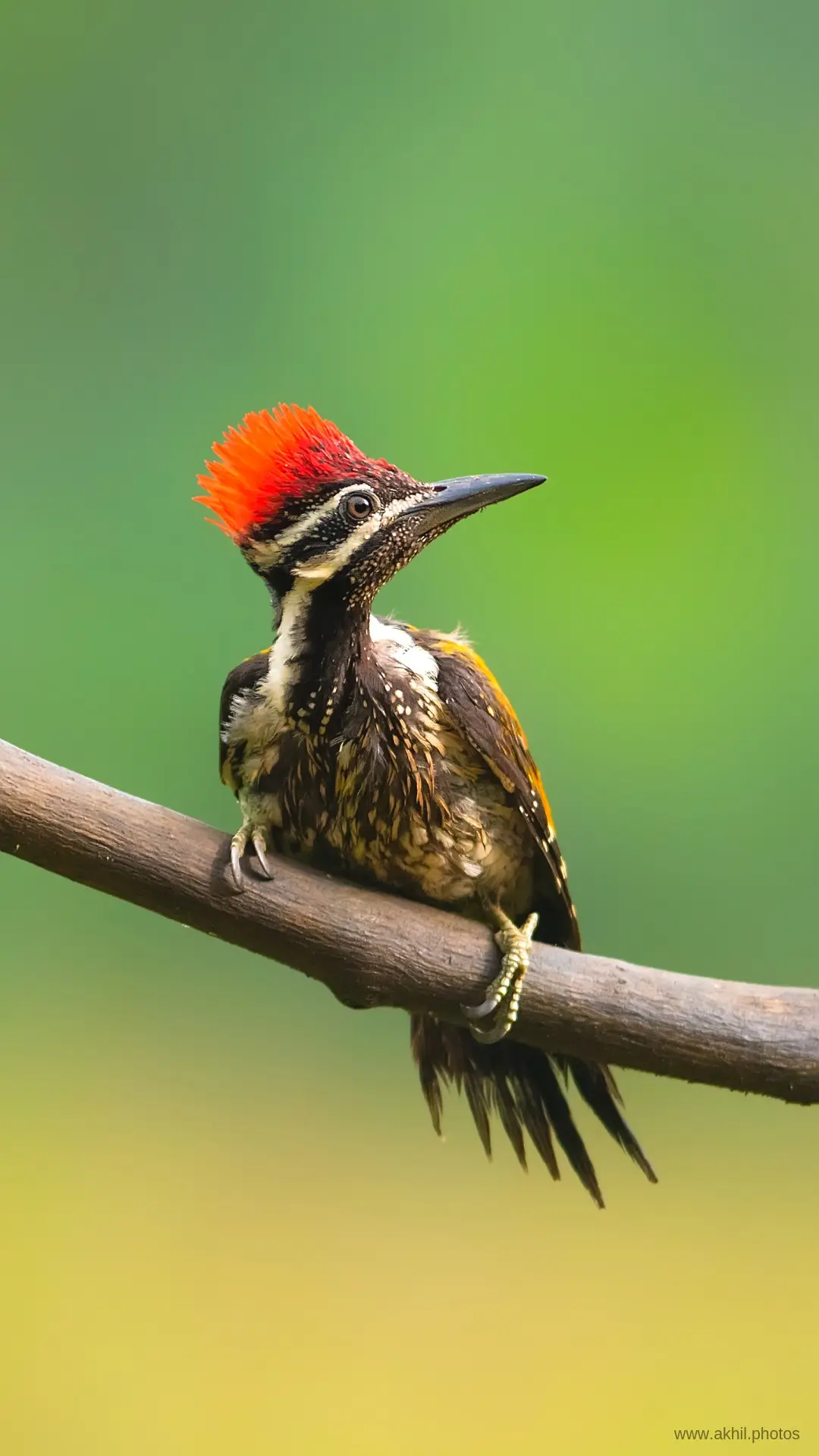 FREE PHONE WALLPAPERS | AKHIL VINAYAK MENON PHOTOGRAPHY. Akhil Vinayak Menon Photography