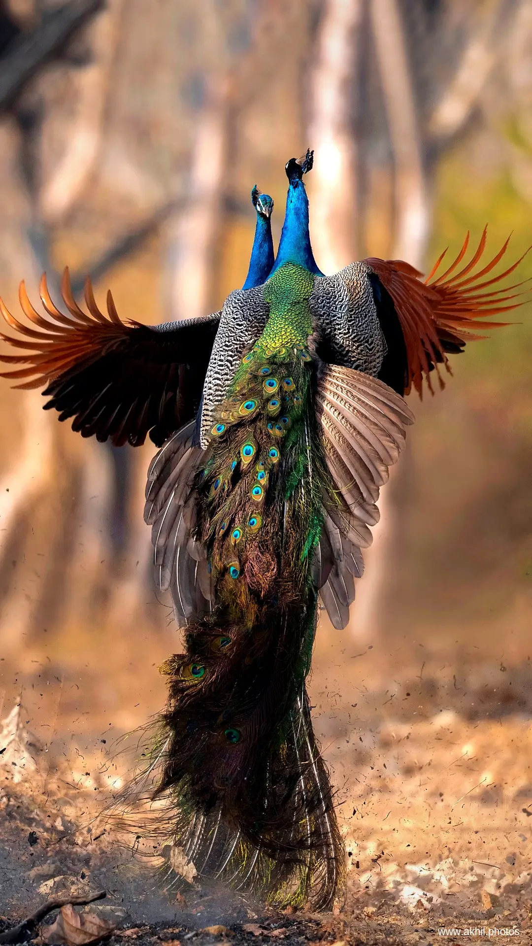 FREE PHONE WALLPAPERS | AKHIL VINAYAK MENON PHOTOGRAPHY. Akhil Vinayak Menon Photography