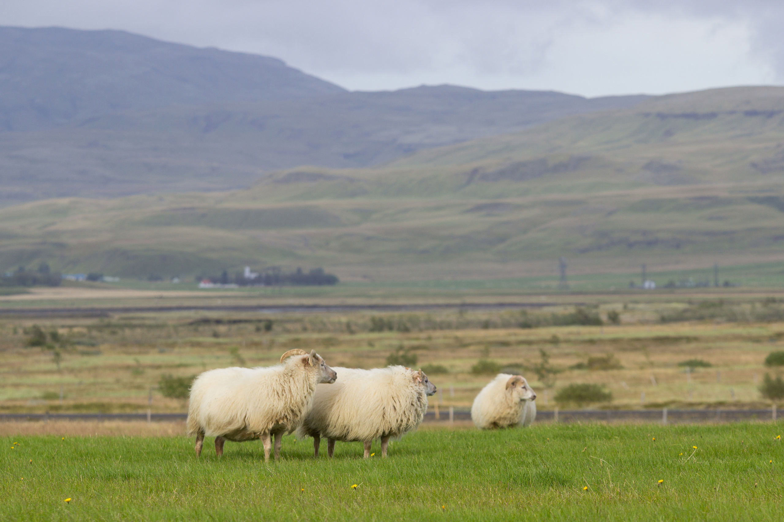 Iceland. Photographer ~ based in vilnius ~