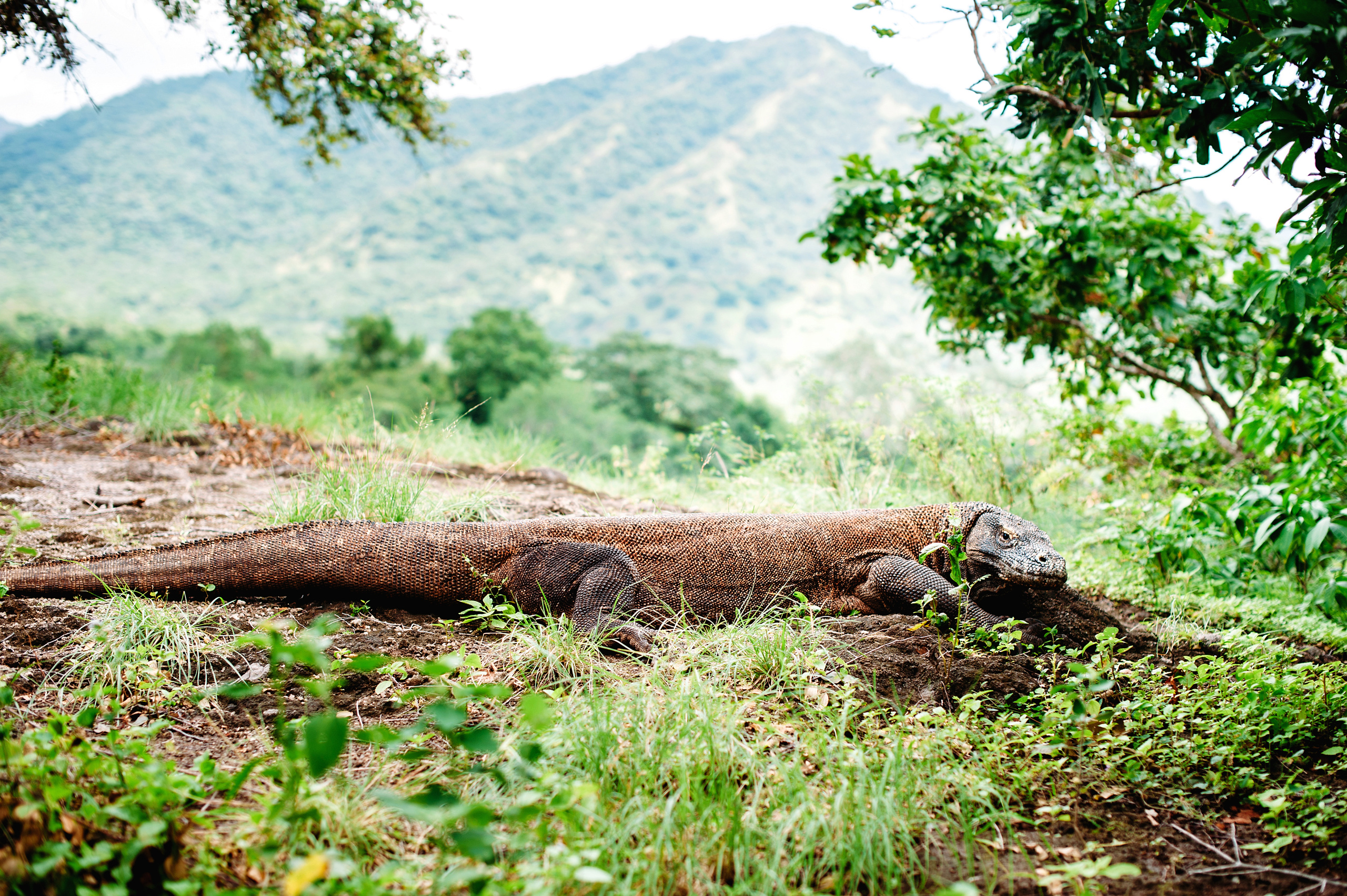 Wedding family photographer Alicante Benidorm Valencia Costa Blanca