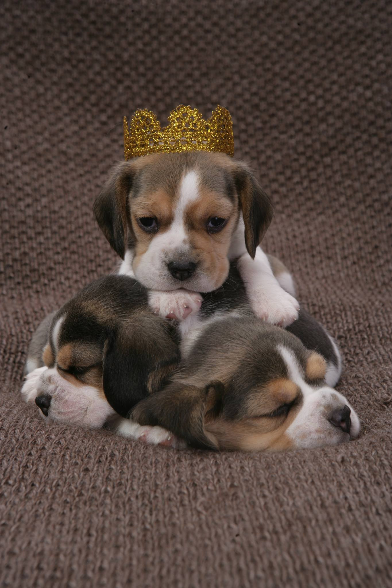 Питомник биглей Selesta’s Dreams