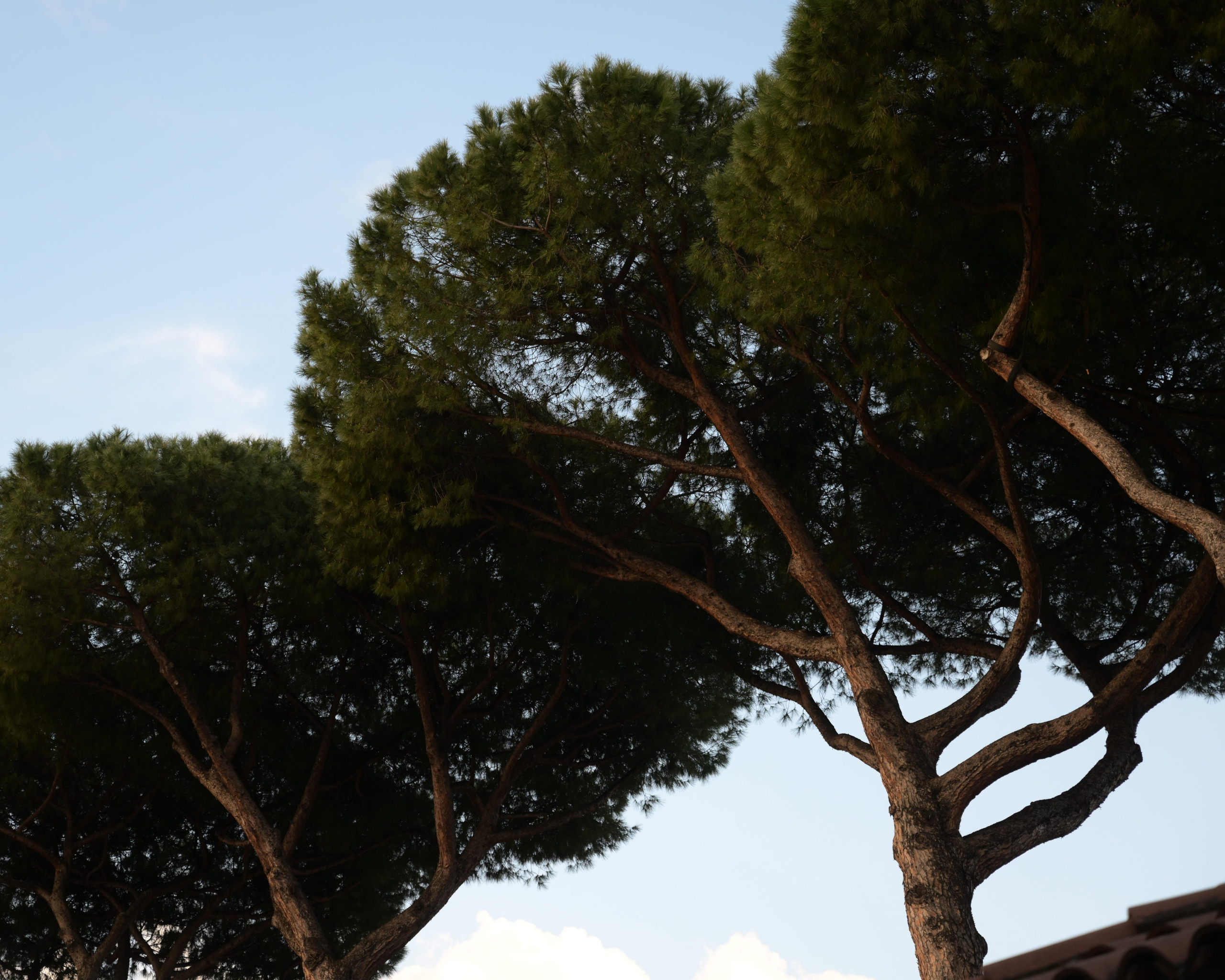 Villa Clara Elopement Wedding in Rome — A Luxury Celebration for Two