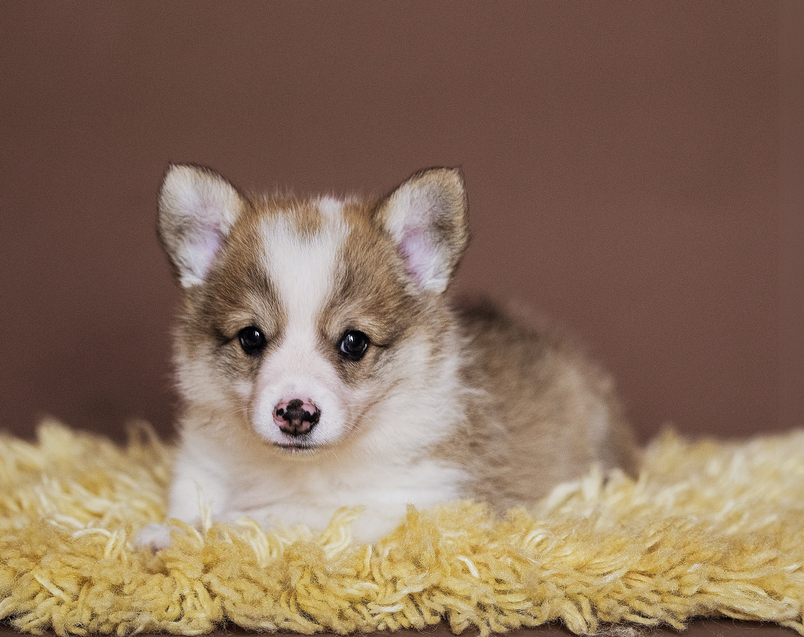 Special Services. Katerina Royter Pet Photographer North Florida