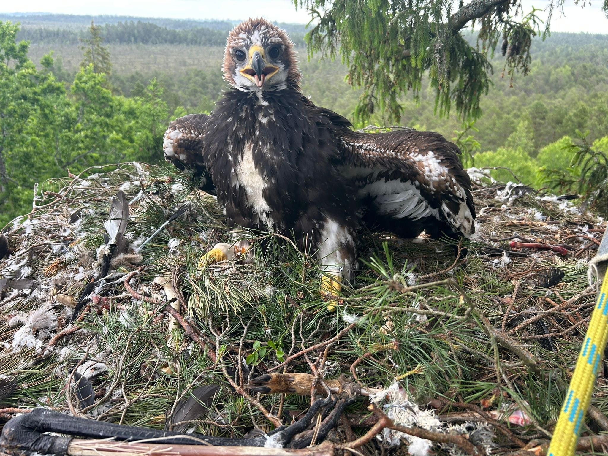 Latvian Golden eagles