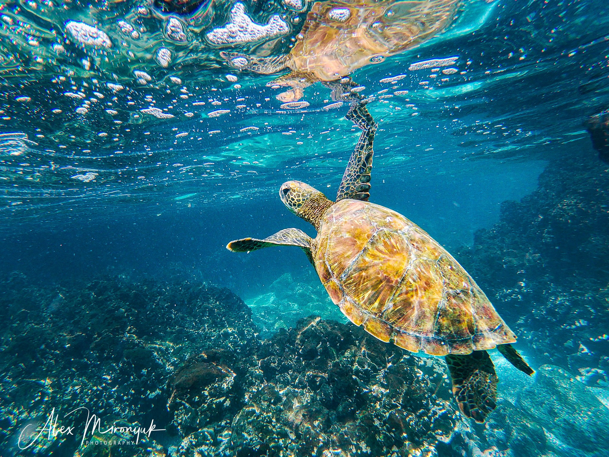 Galapagos Islands Adventure. Alex Mironyuk Photography