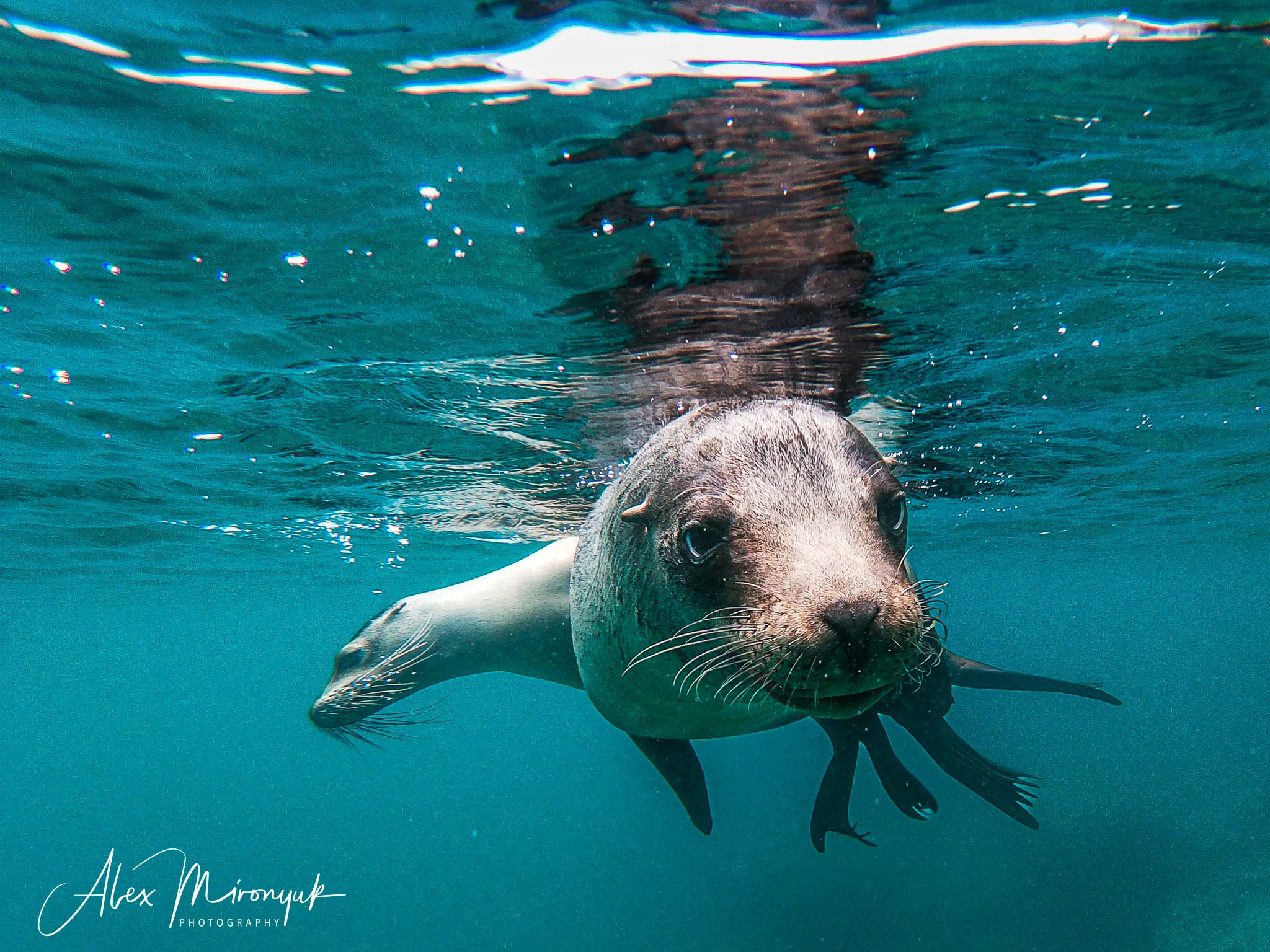 Galapagos Islands Adventure. Alex Mironyuk Photography