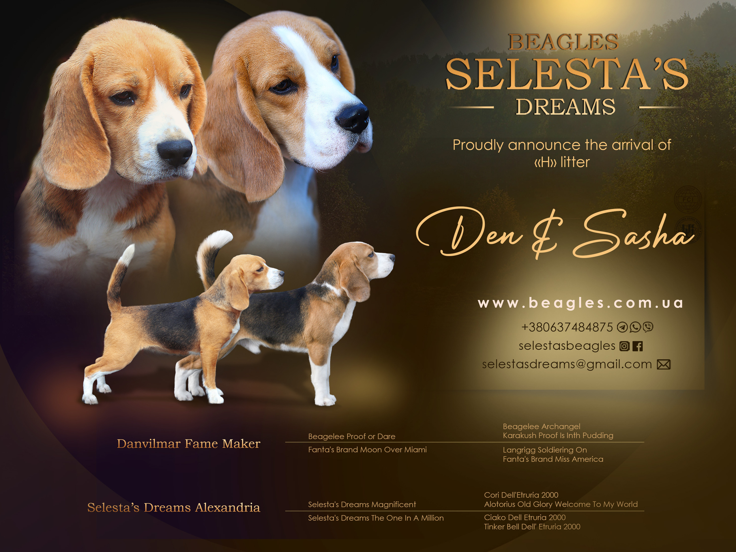 Puppies. Питомник биглей Selesta’s Dreams