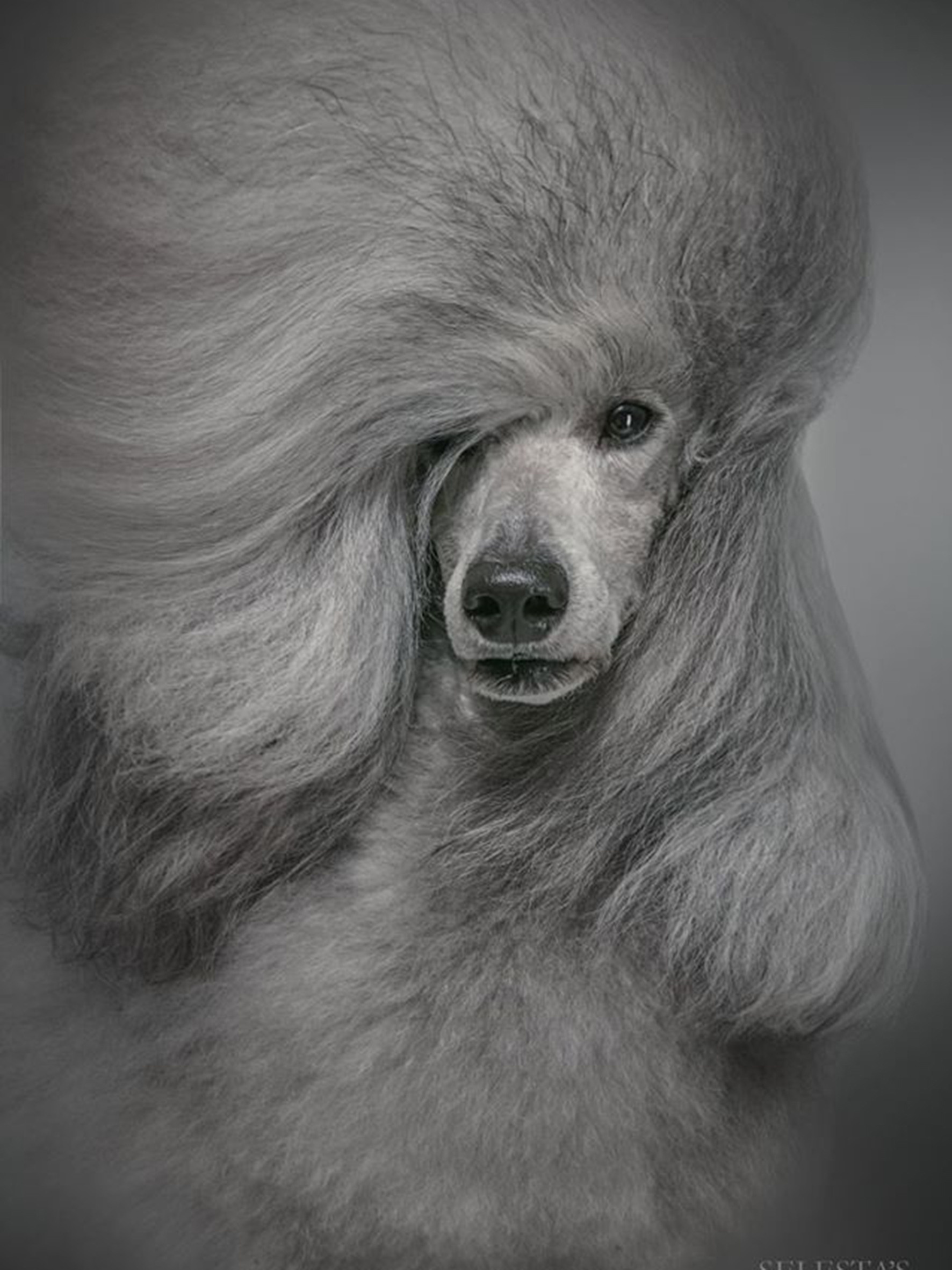 Pet photographer Kateryna Mumzhynska