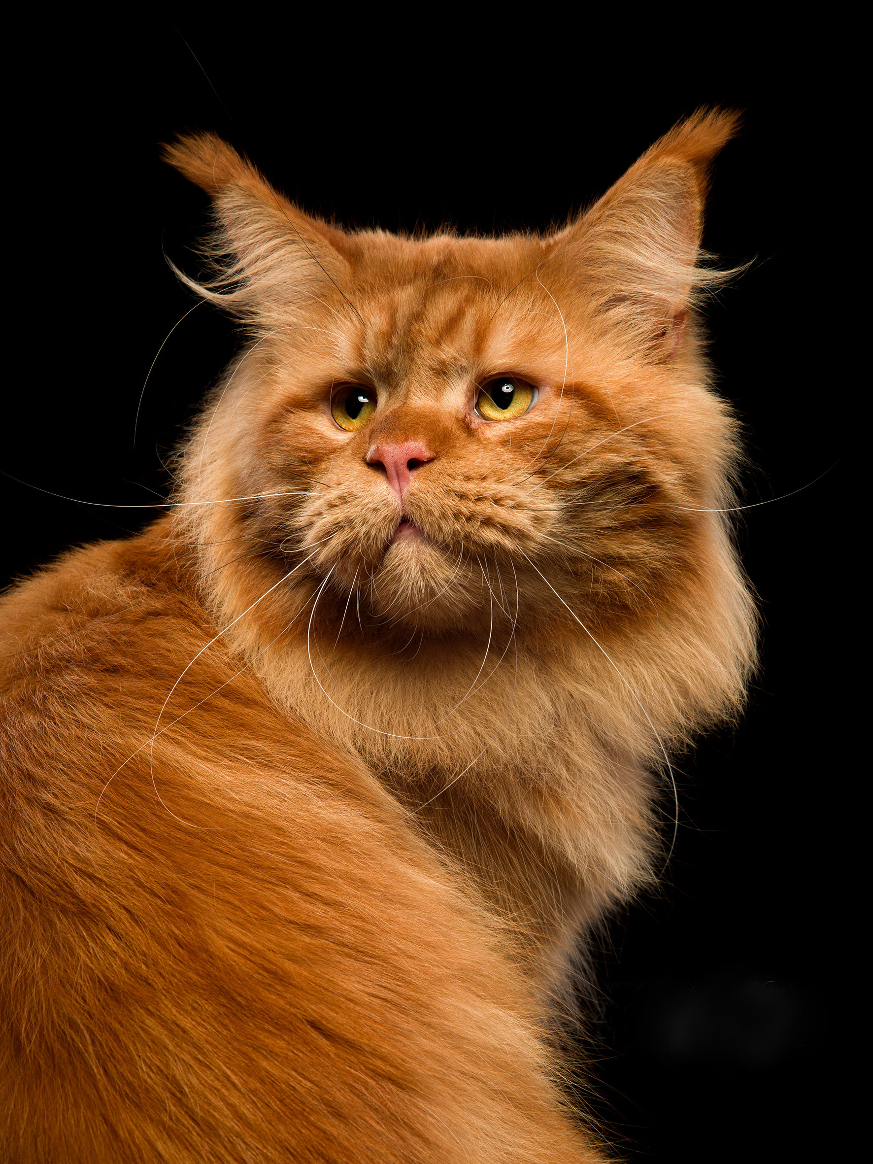 Pet photographer Kateryna Mumzhynska