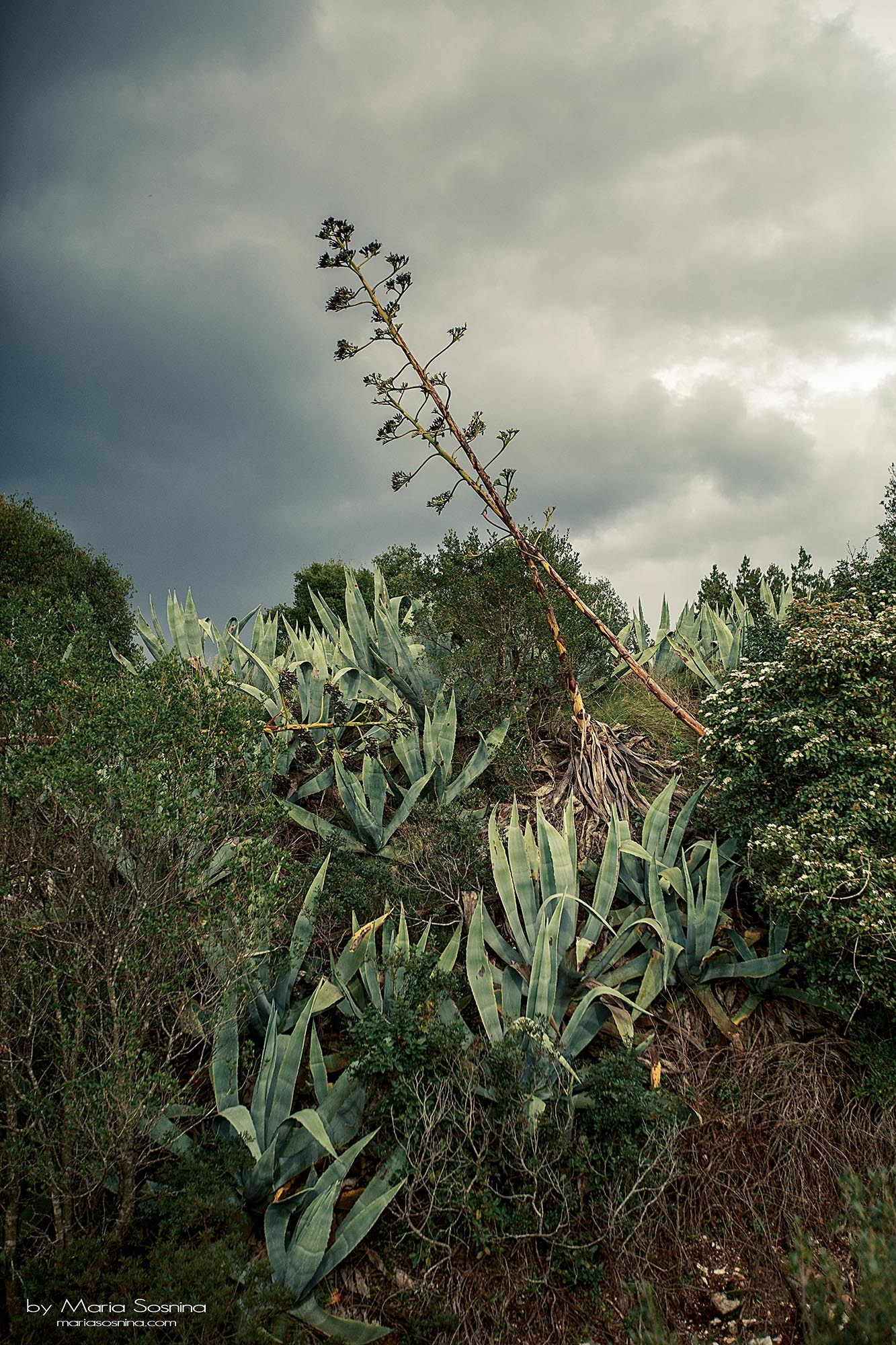 Militært fort på Lushtica-halvøya