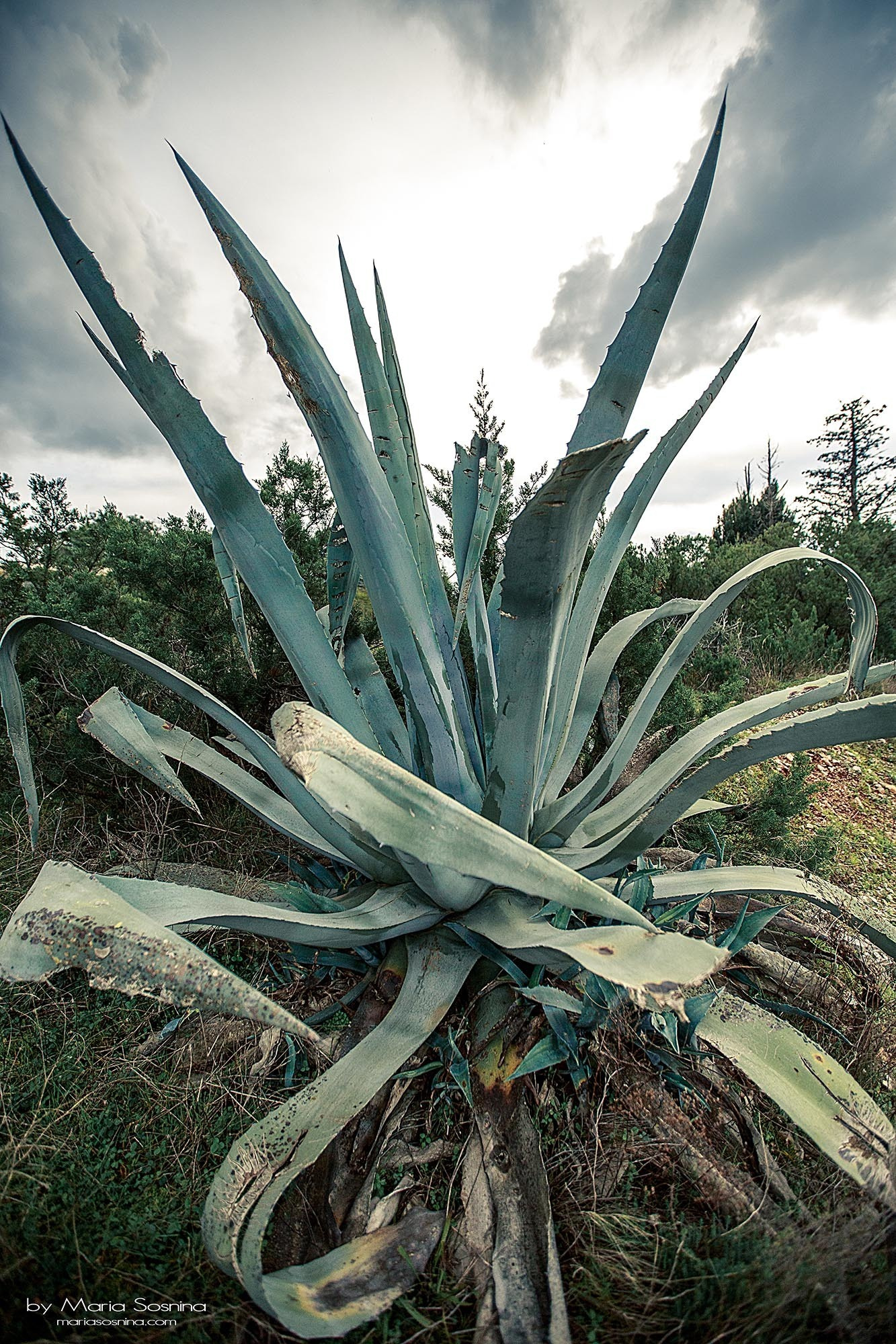 Militært fort på Lushtica-halvøya