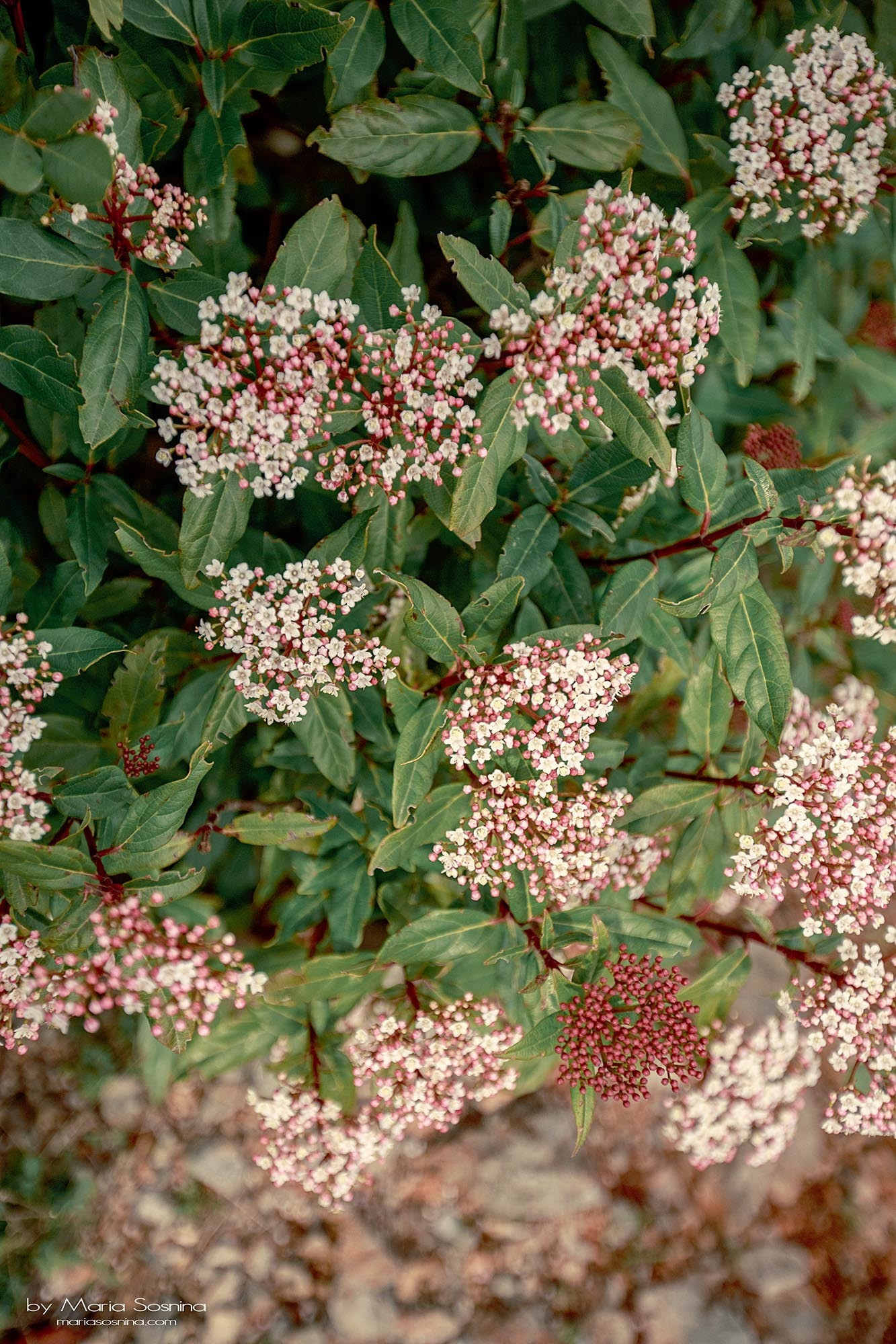 Militært fort på Lushtica-halvøya