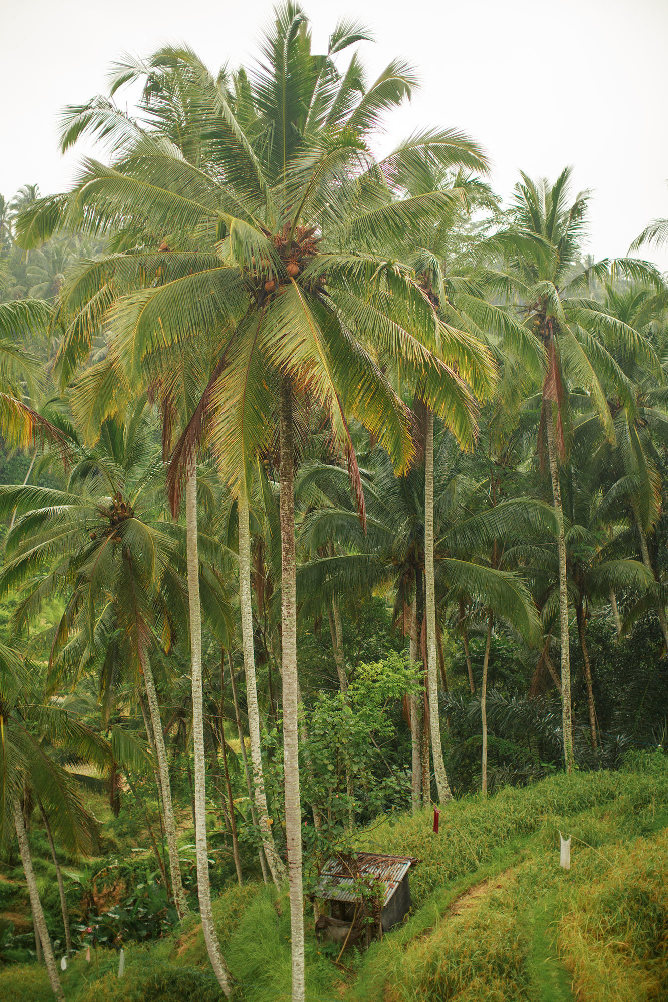 Bali - bazı fotoğraflar ve incelemeler içeren yerler
