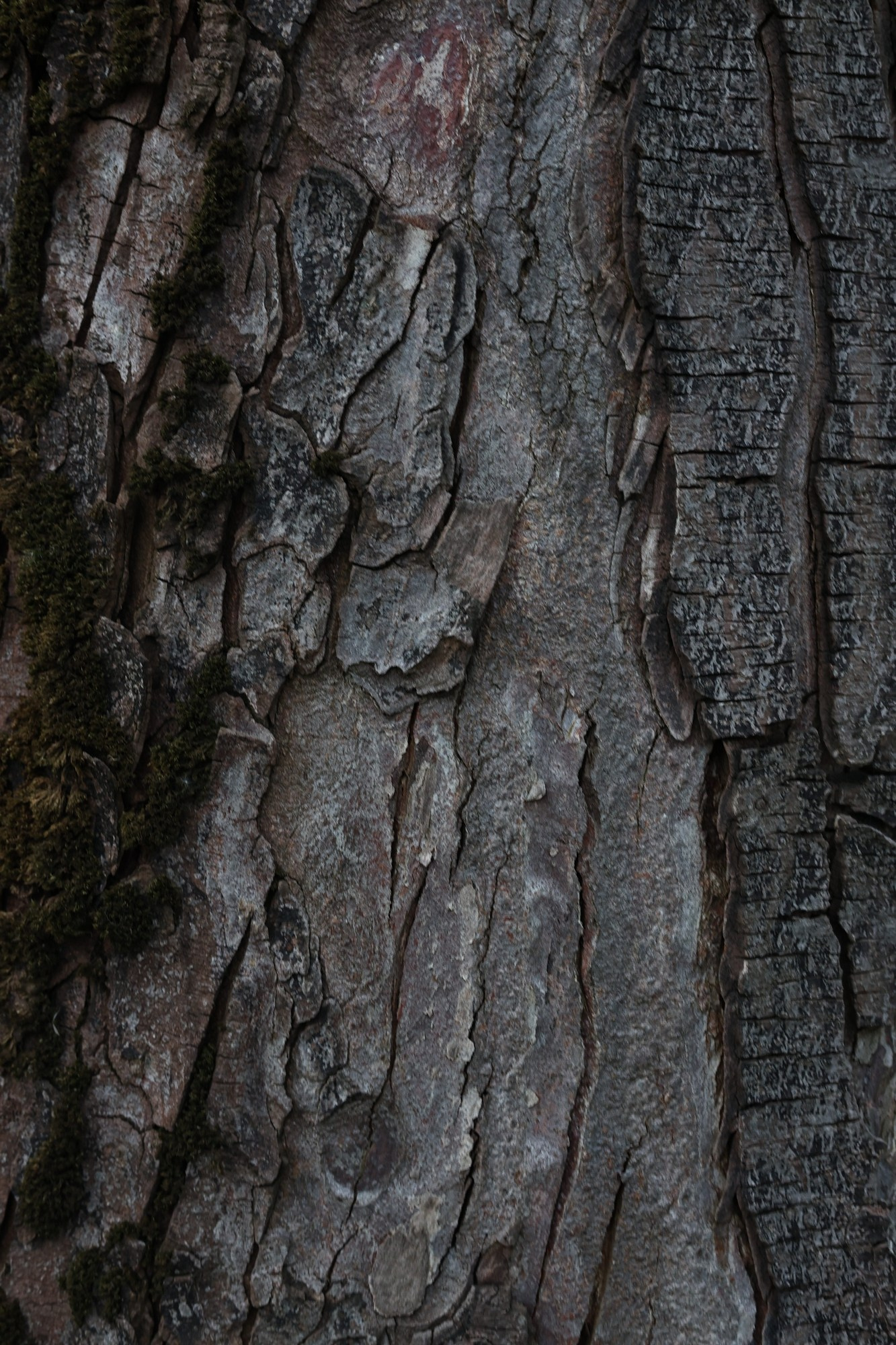 Они продолжают гулять внутри моего сердца