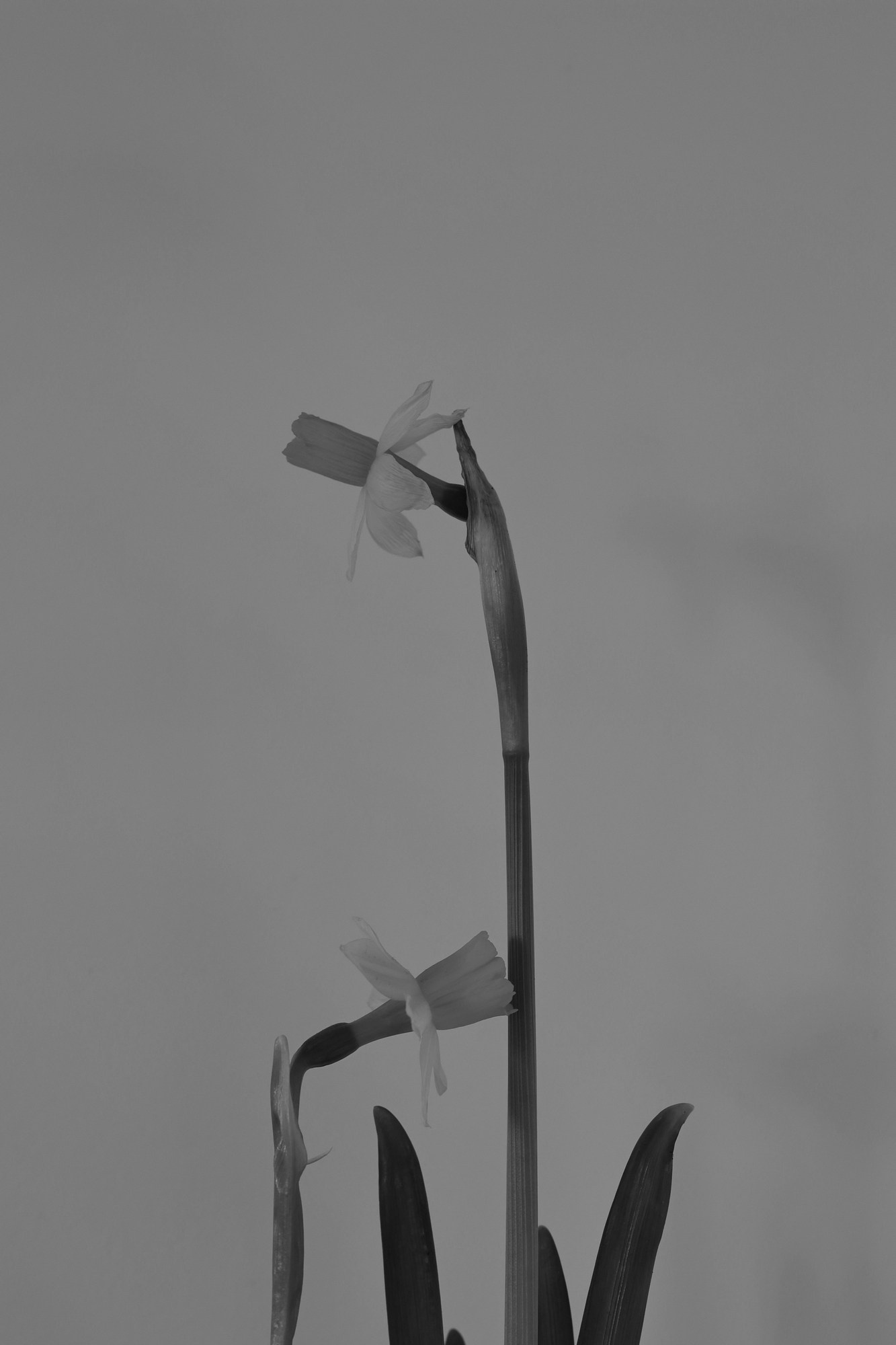 Они продолжают гулять внутри моего сердца