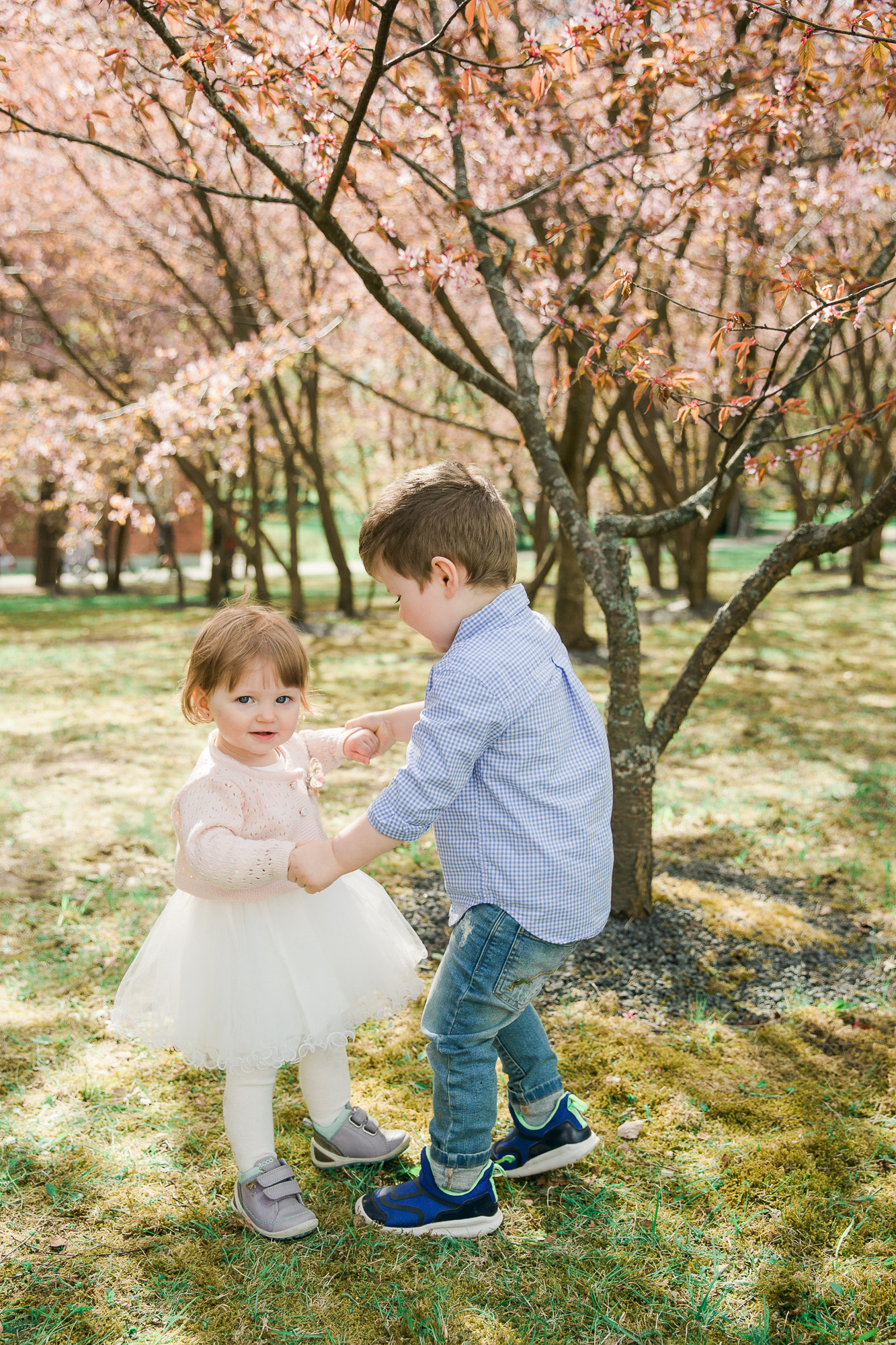 1-vuotiskuvaus Helsingin kirsikkapuistossa