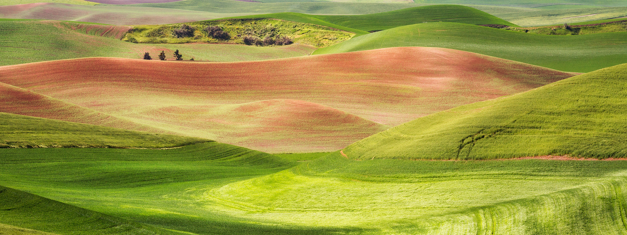Unlimited Palouse. Alex Mironyuk Photography
