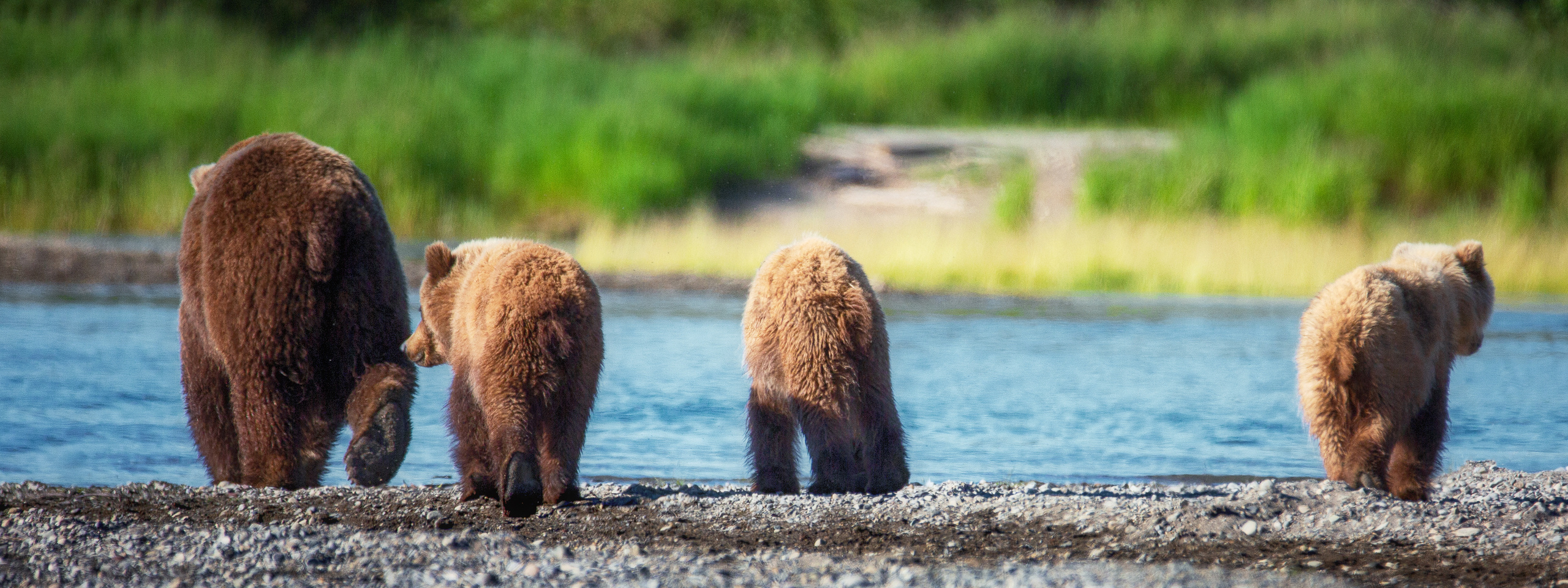 Катмаи. Pet, Senior, Landscape, portrait studio, photographer in Miami and Sou