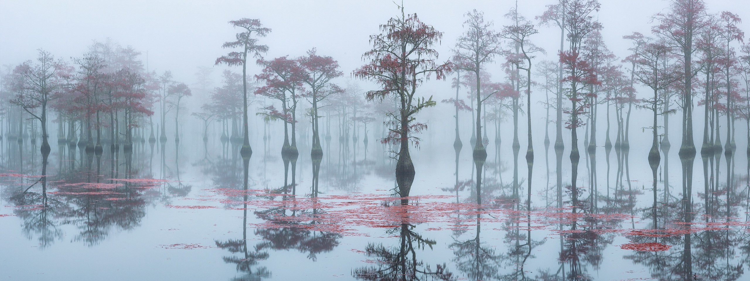 Осенняя Магия Кипарисовых Болот. Alex Mironyuk Photography