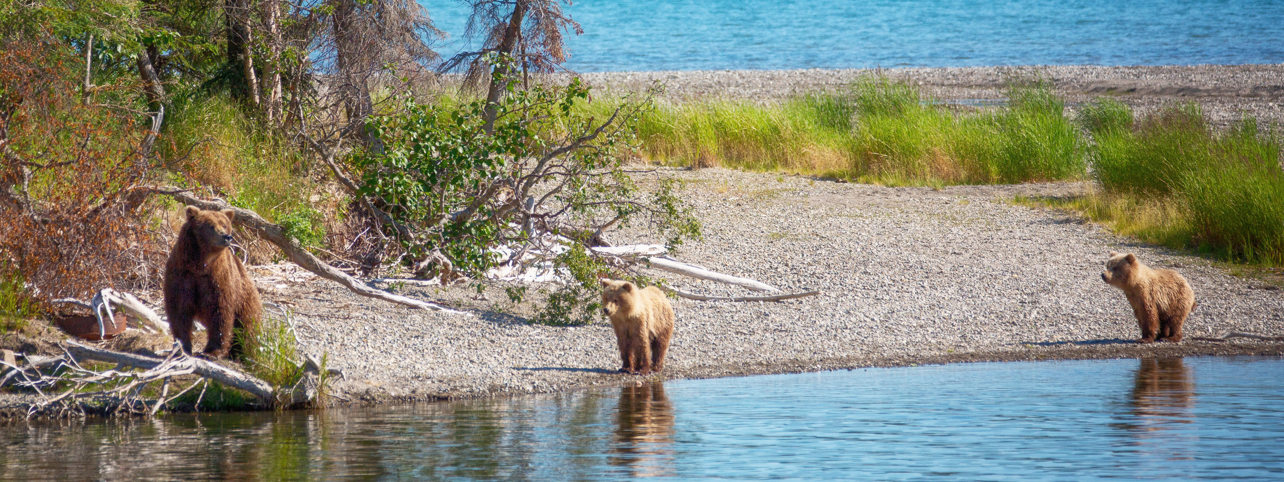 Катмаи. Pet, Senior, Landscape, portrait studio, photographer in Miami and Sou