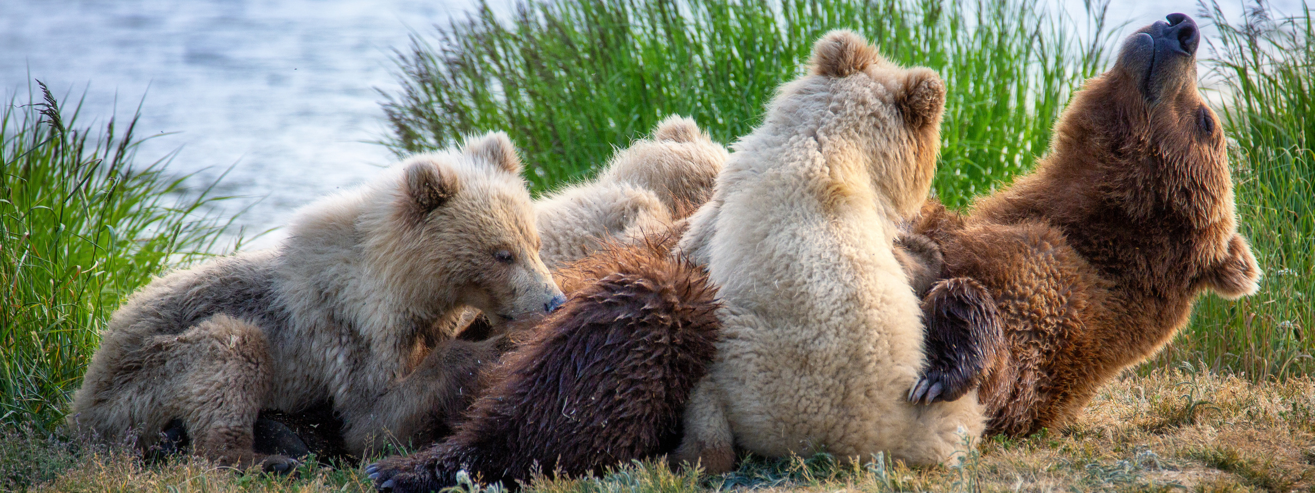 Катмаи. Pet, Senior, Landscape, portrait studio, photographer in Miami and Sou